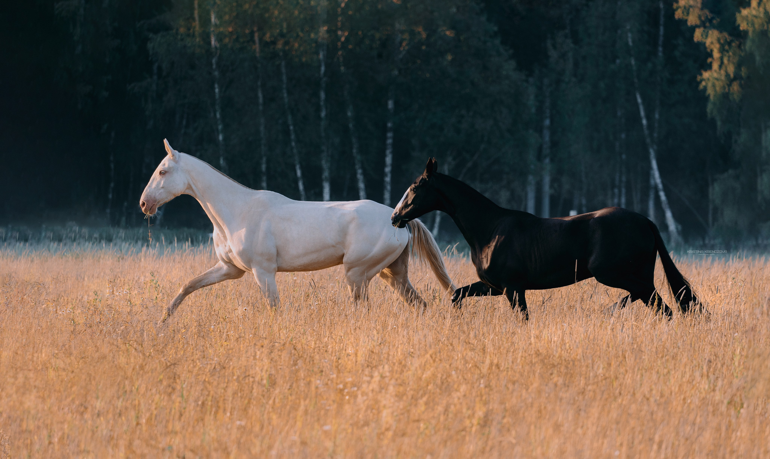 Рассвет. Фотограф-анималист Ксендзова Кристина