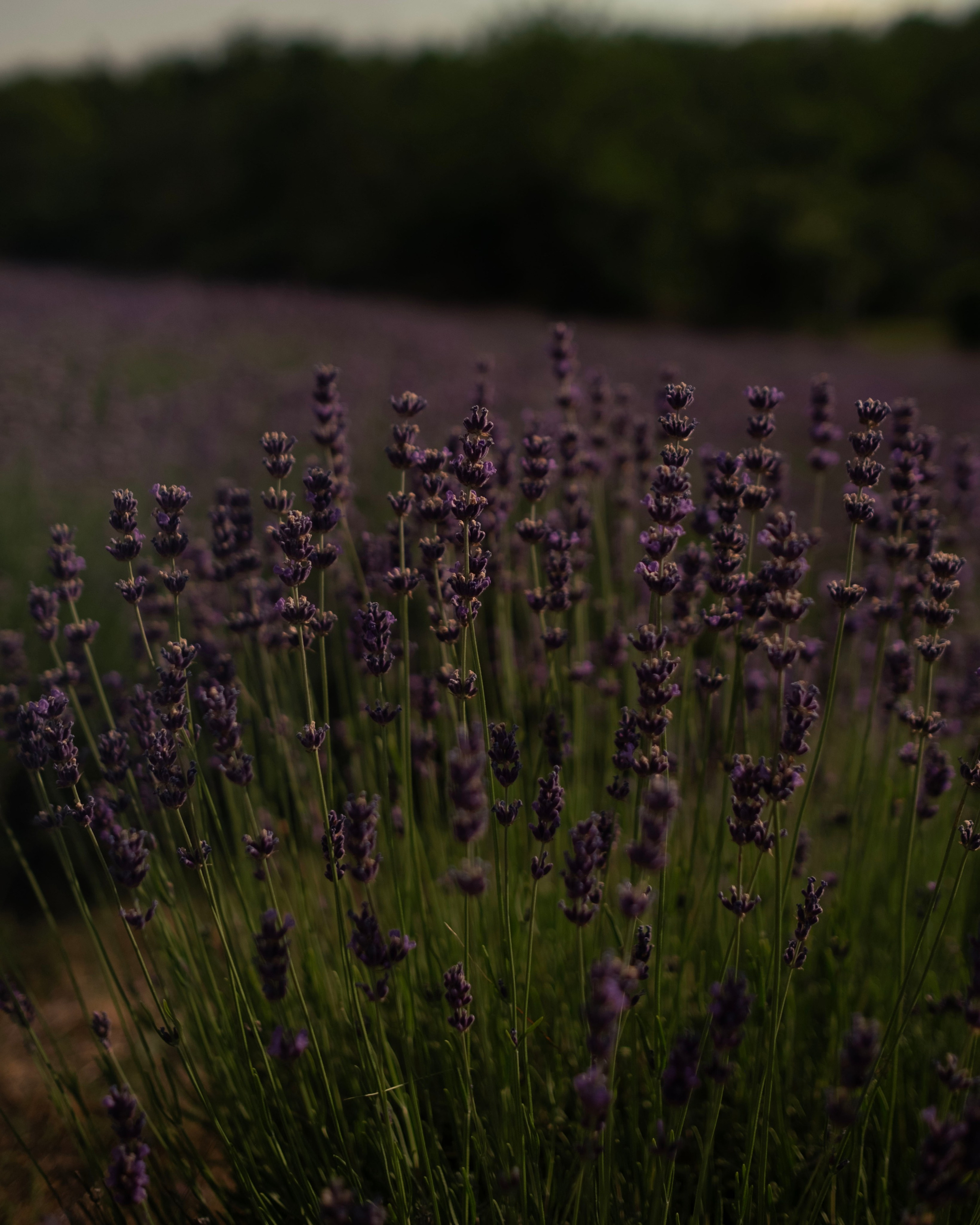 On a lavender field. Portrait photographer Olga Prokopova based in Budapest