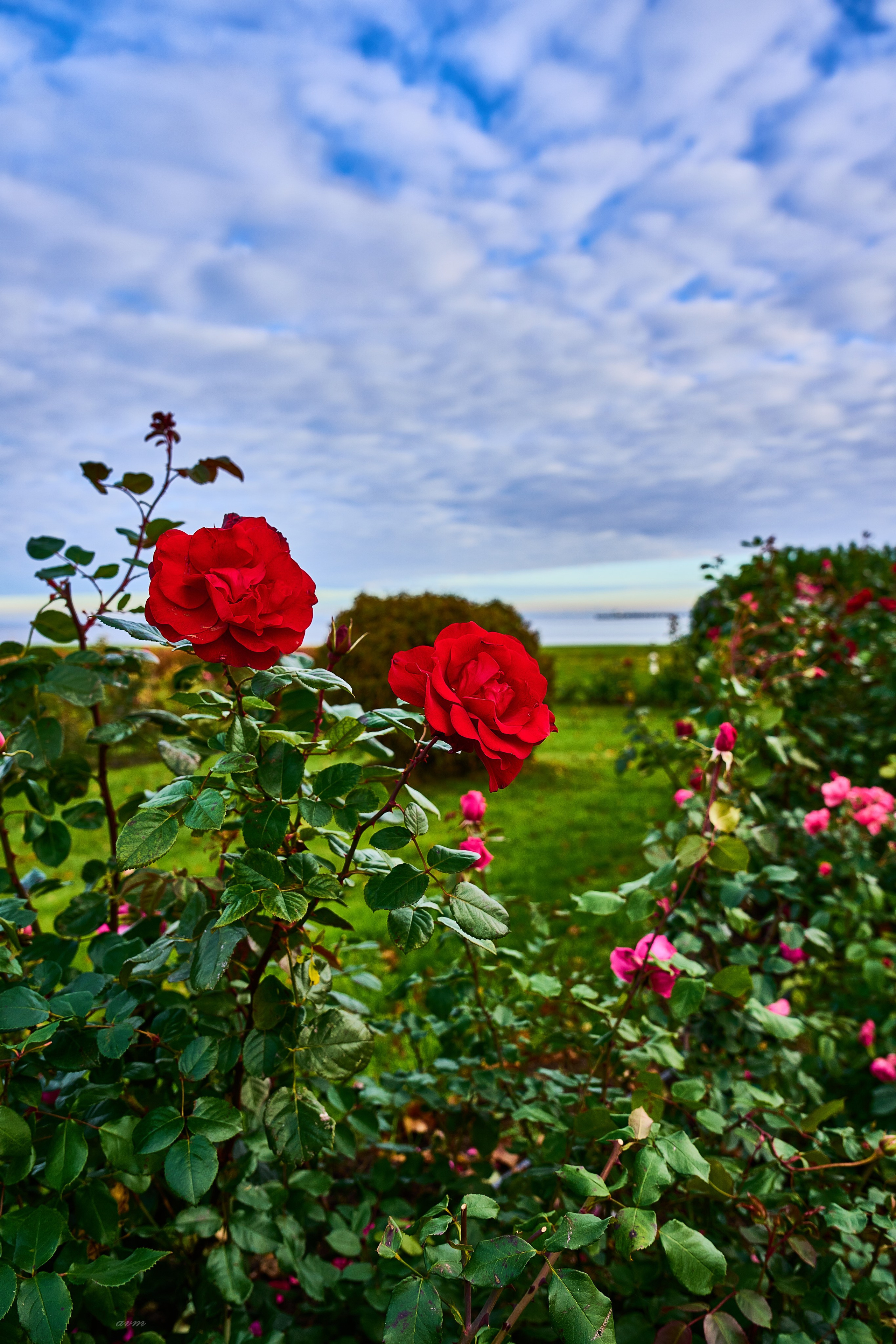 Петергоф. Фотограф Михеев Андрей