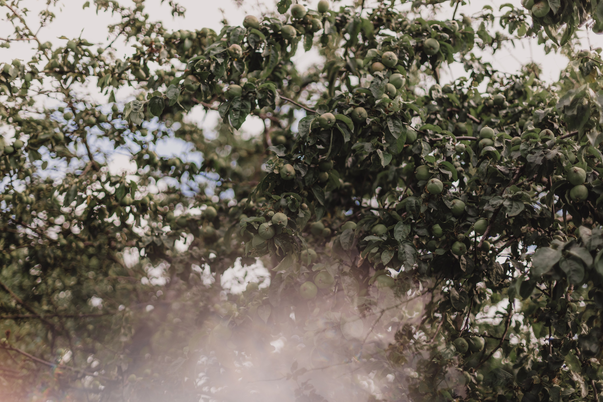 Когда мама королева. Мариам Багдасарян