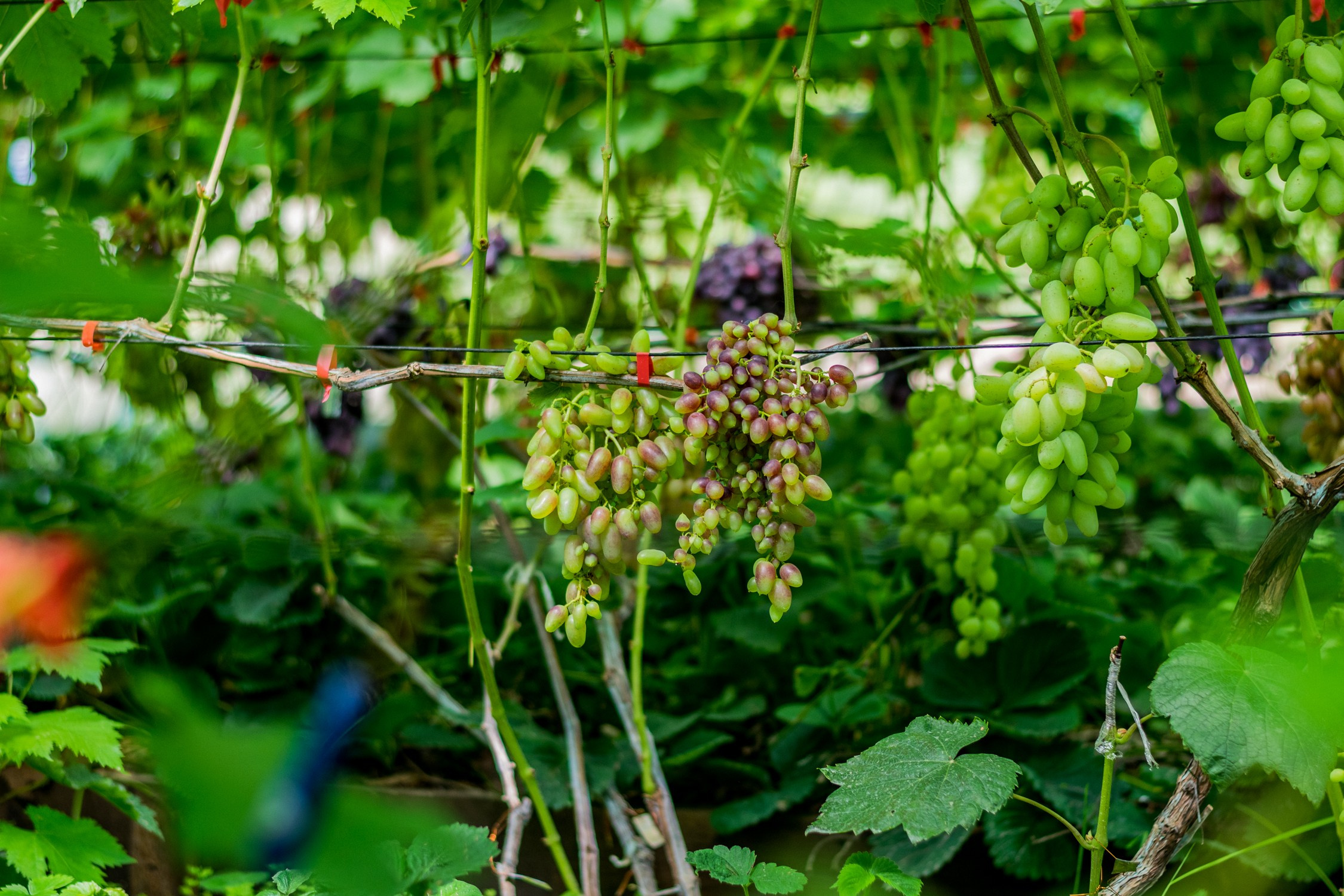 Антон Курдюмов фотограф в Хабаровске Рина Курдюмова фото27 foto27 Антон Дорофеев репортажный репортаж документалист Тони и Рина фотосоздатели Виноградники Хехцир 2024 Хабаровск виноград дикий фермер фермерство дачный сезон