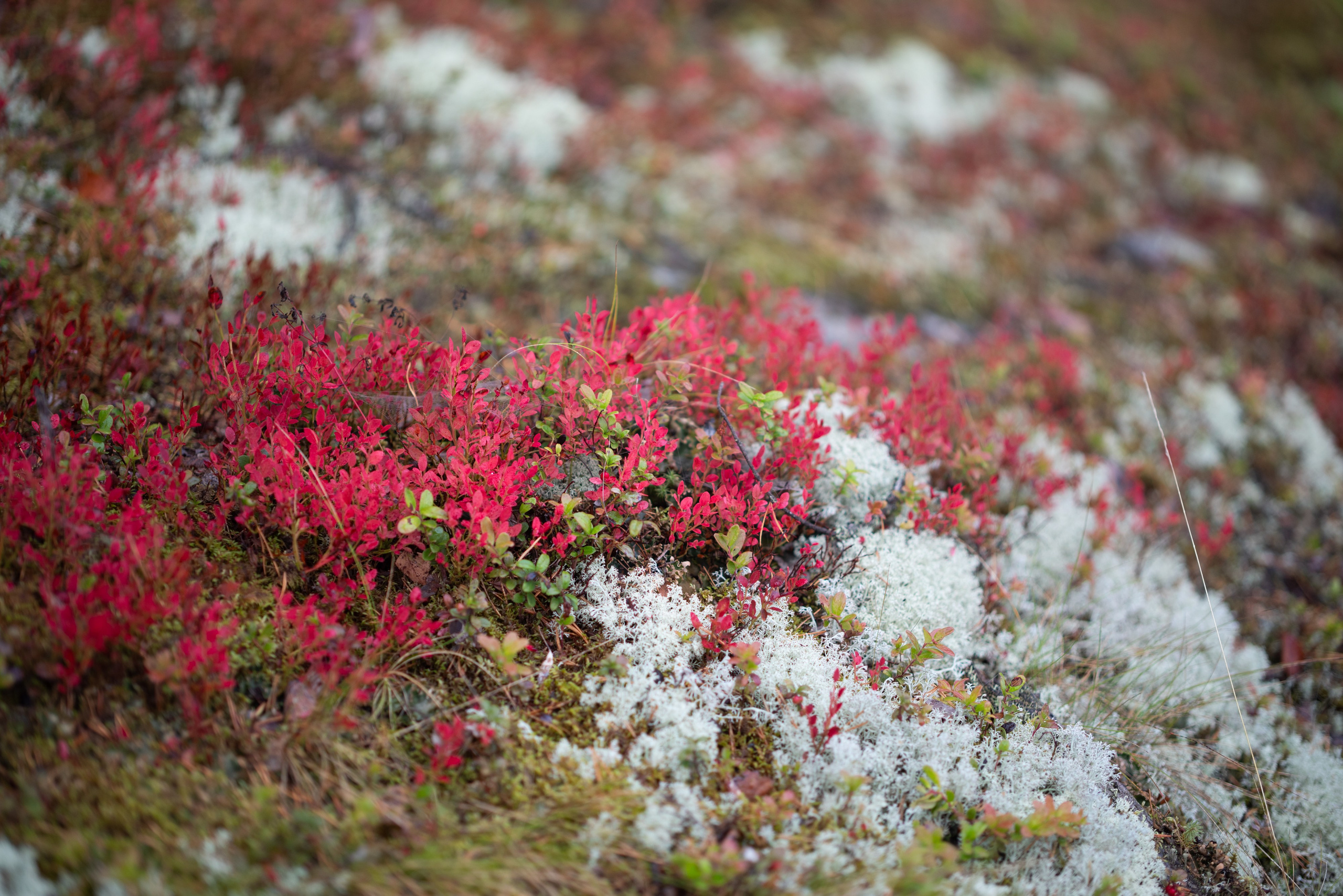 Осень на 85DFA*. Портретный фотограф Денис Милютин