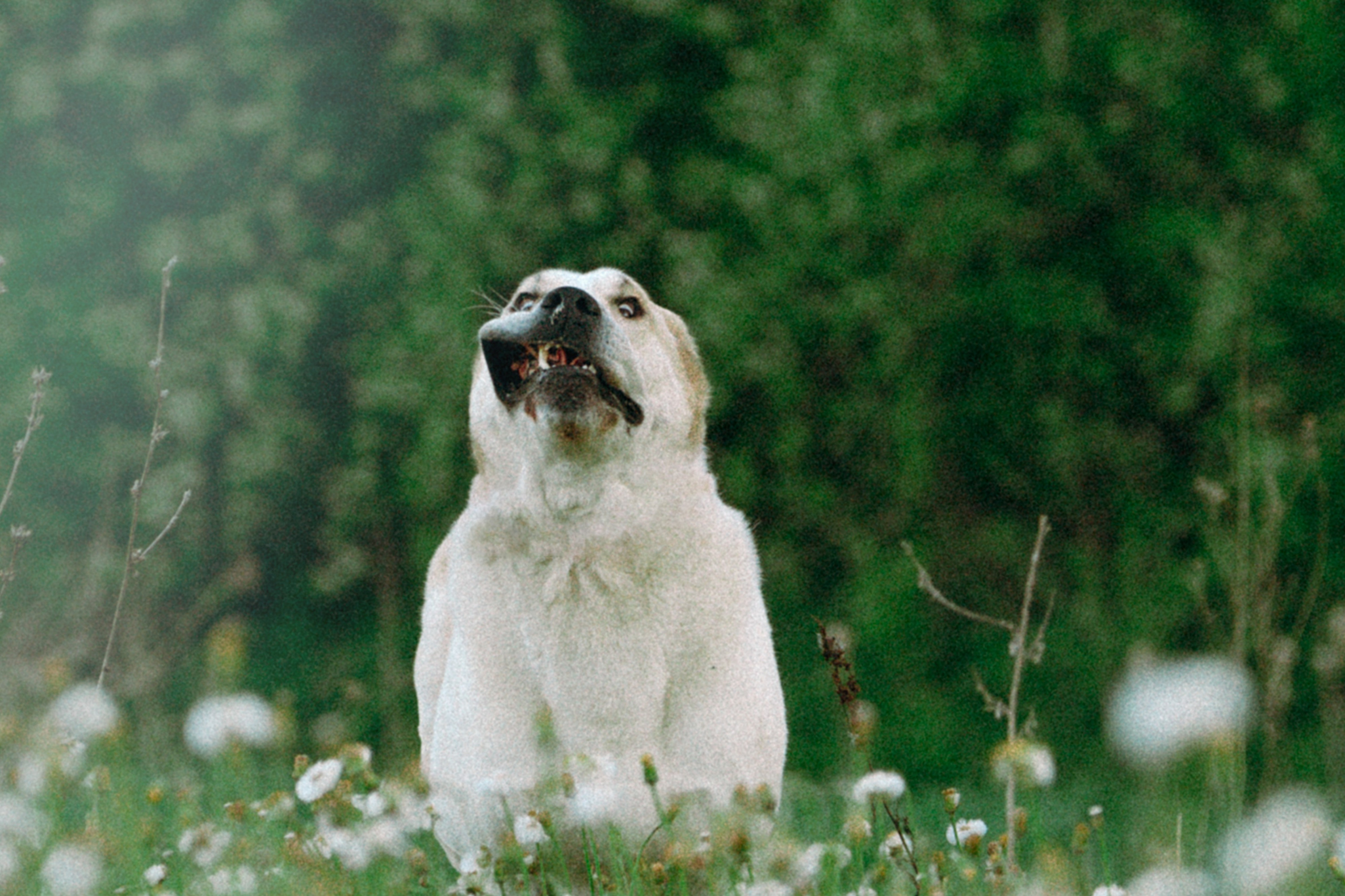 Настя и Рахат. Фотограф анималист в Москве и Санкт-Петербурге Свиридова Анна
