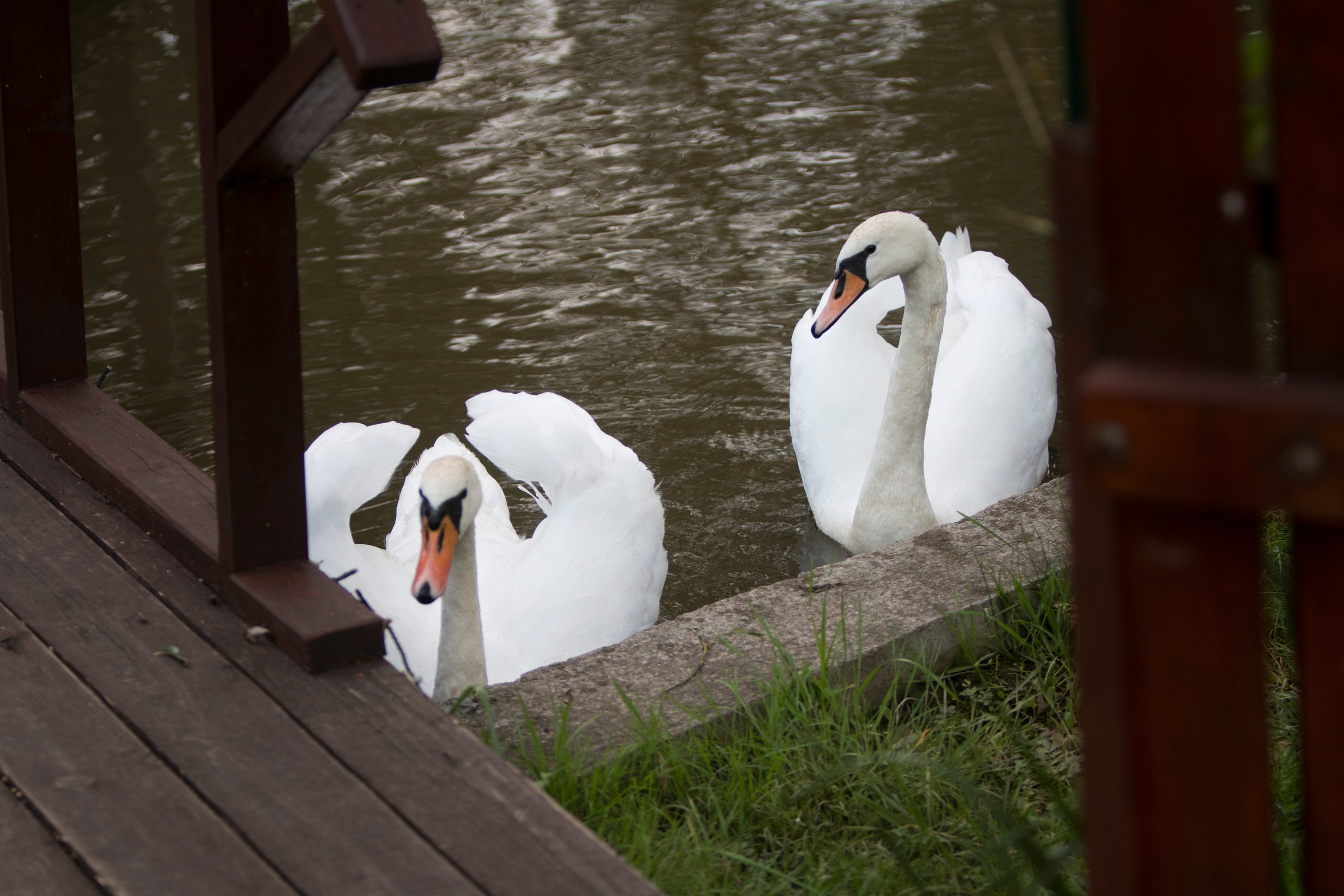 Даша и Илья. Фотограф Лагутин Анатолий