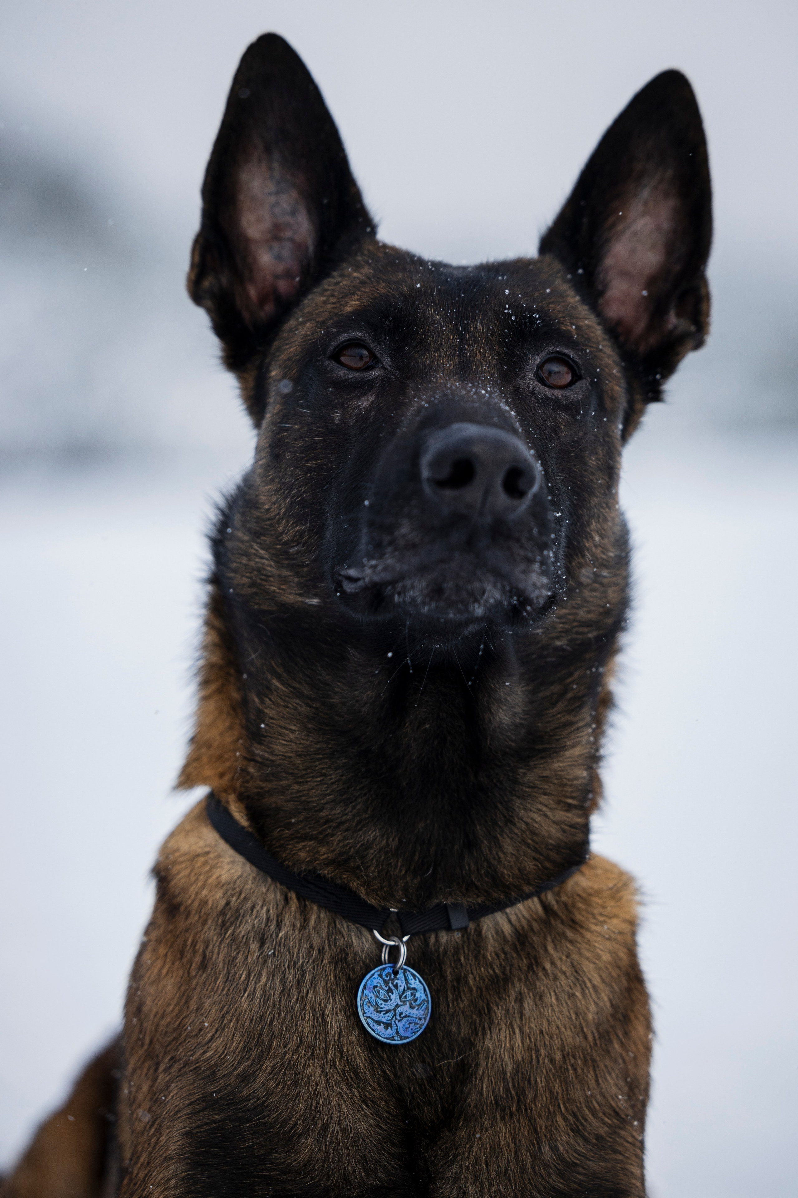 Рики. Фотограф-анималист Анна Маринич