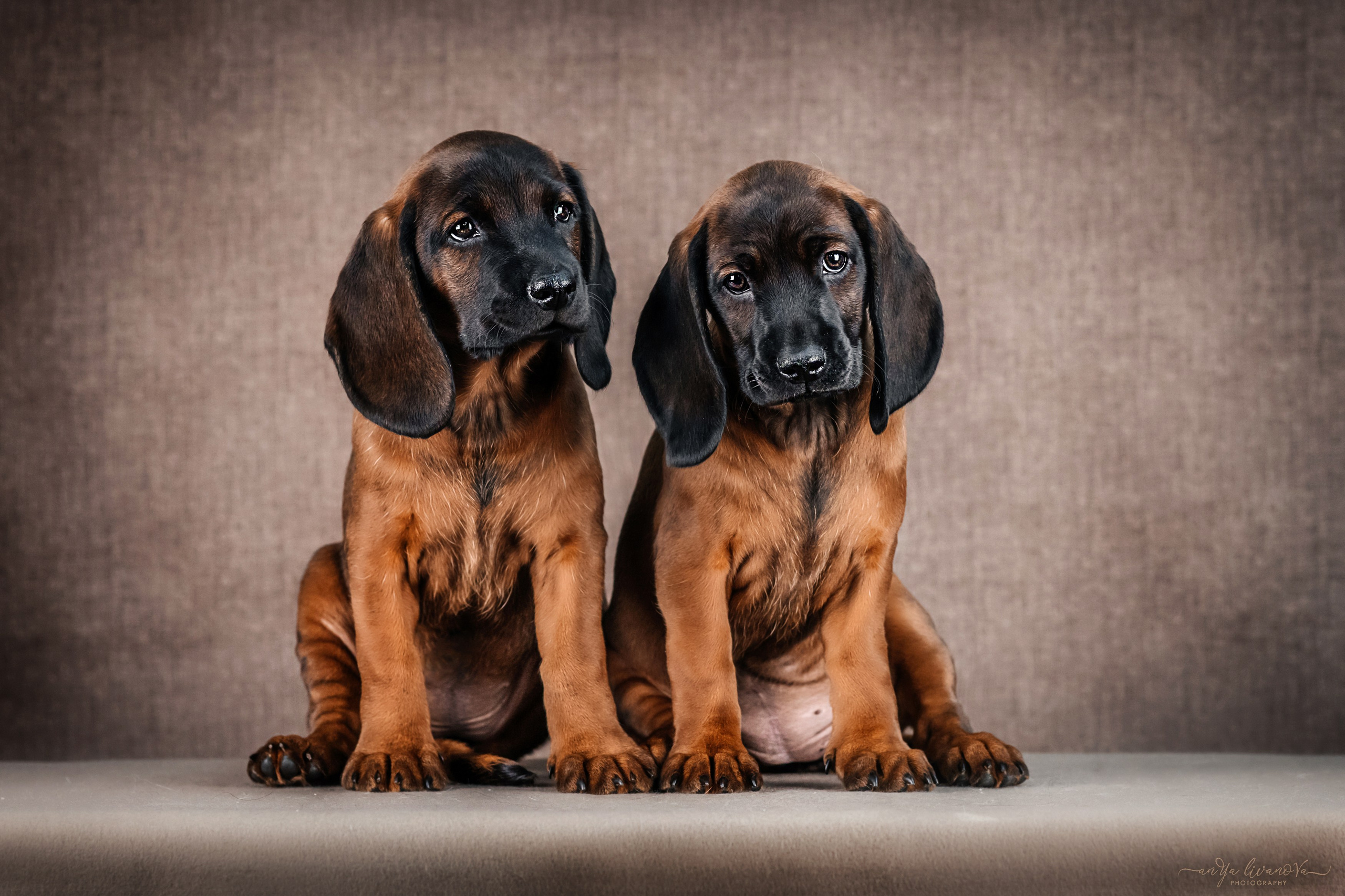 Баварские гончие. Фотограф анималист Аня Ливанова | Рыбинск