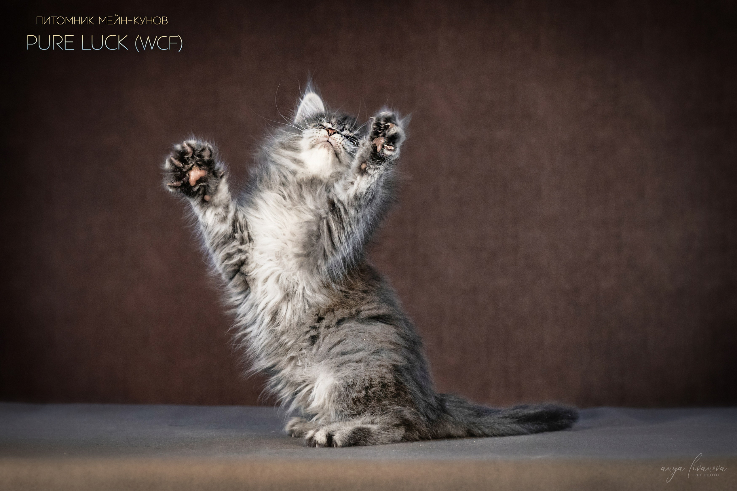 Мейнкуны. Фотограф анималист Аня Ливанова | Рыбинск