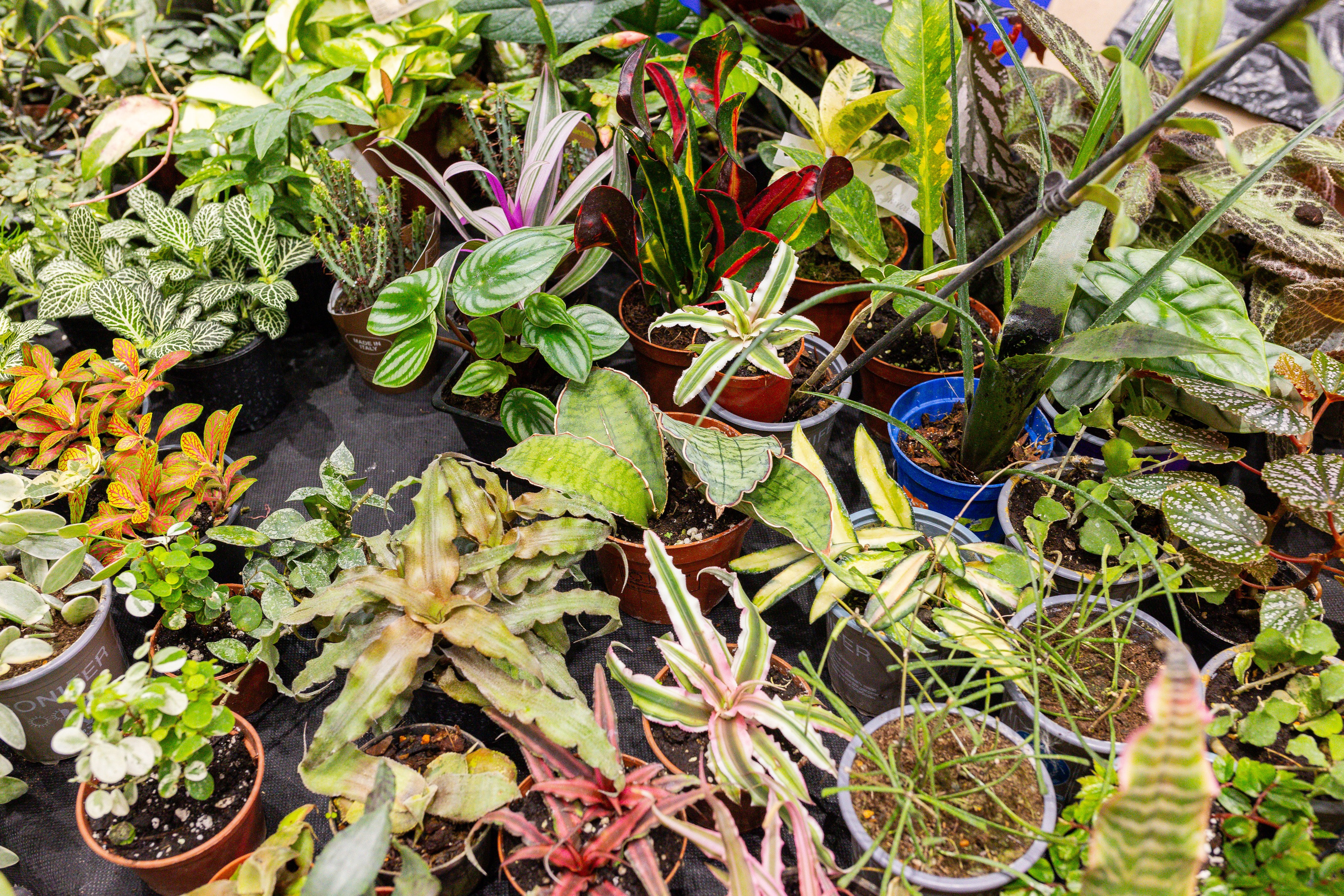 Монстериум 11–12 октября. Александра Куликова фотограф, Москва