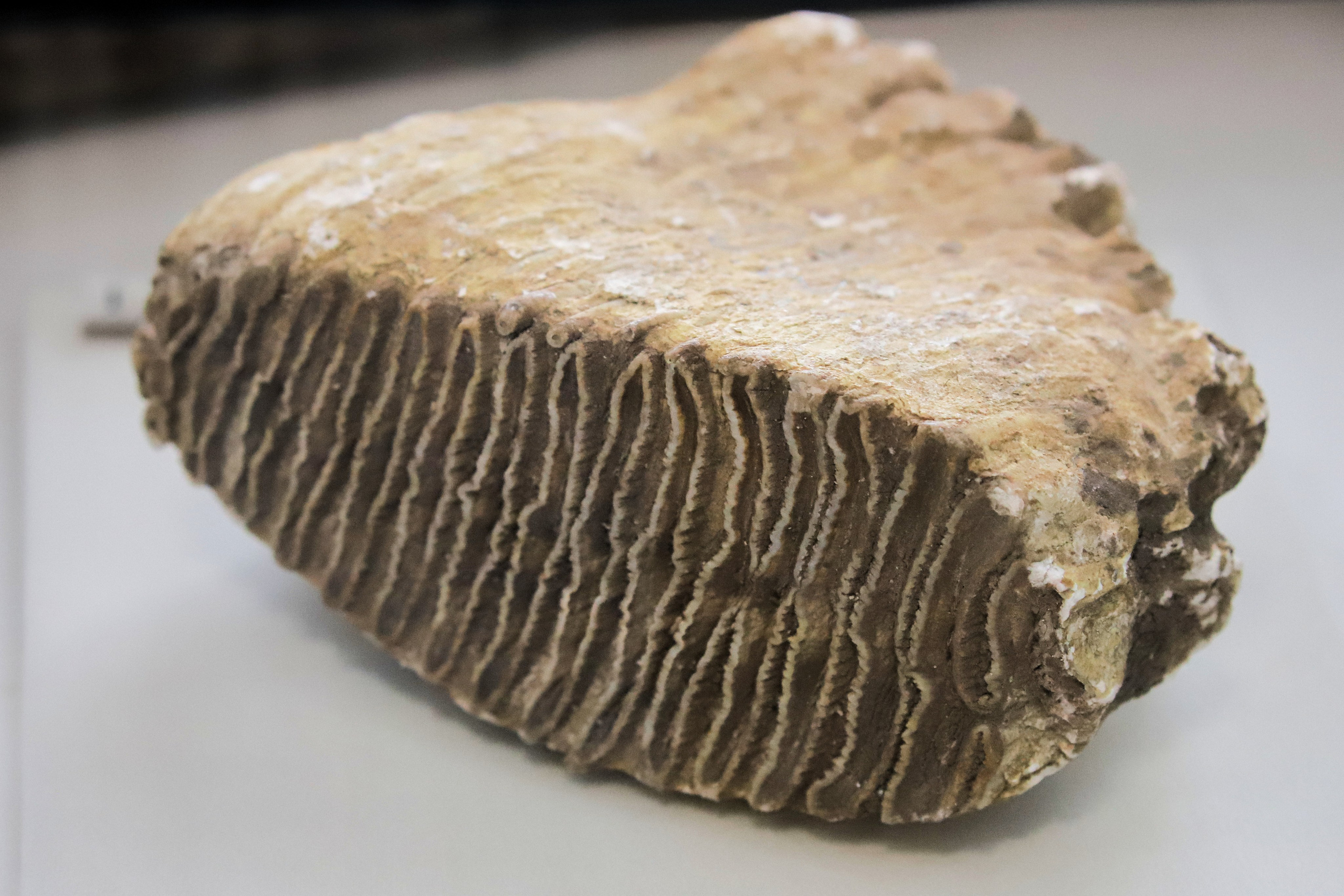 Каменная летопись. Фотограф Юлия Маринина