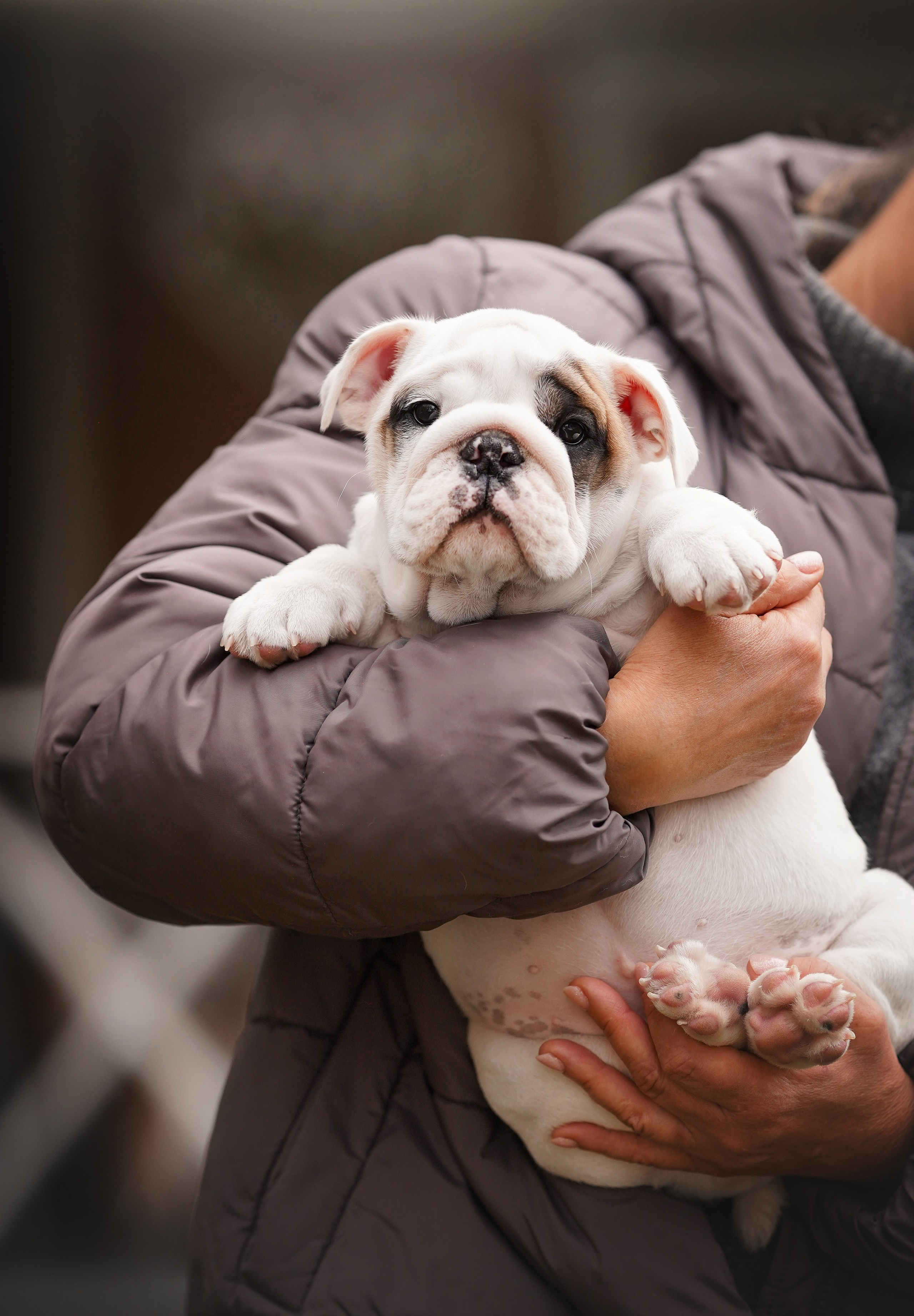 Щенки бульдога. Фотограф-анималист в Санкт-Петербурге Яна Мартынова