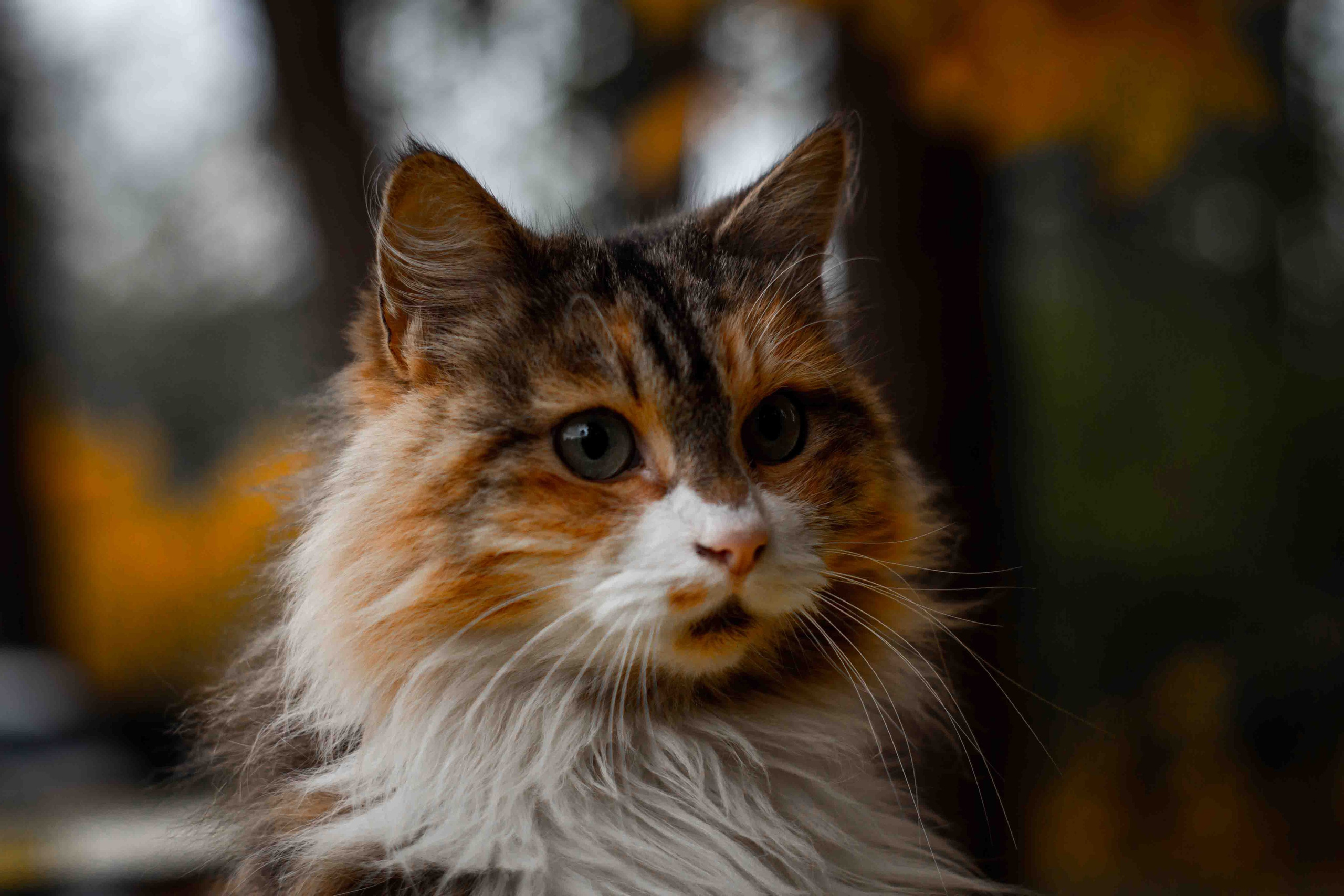 Осеннее настроение. Александр Попов