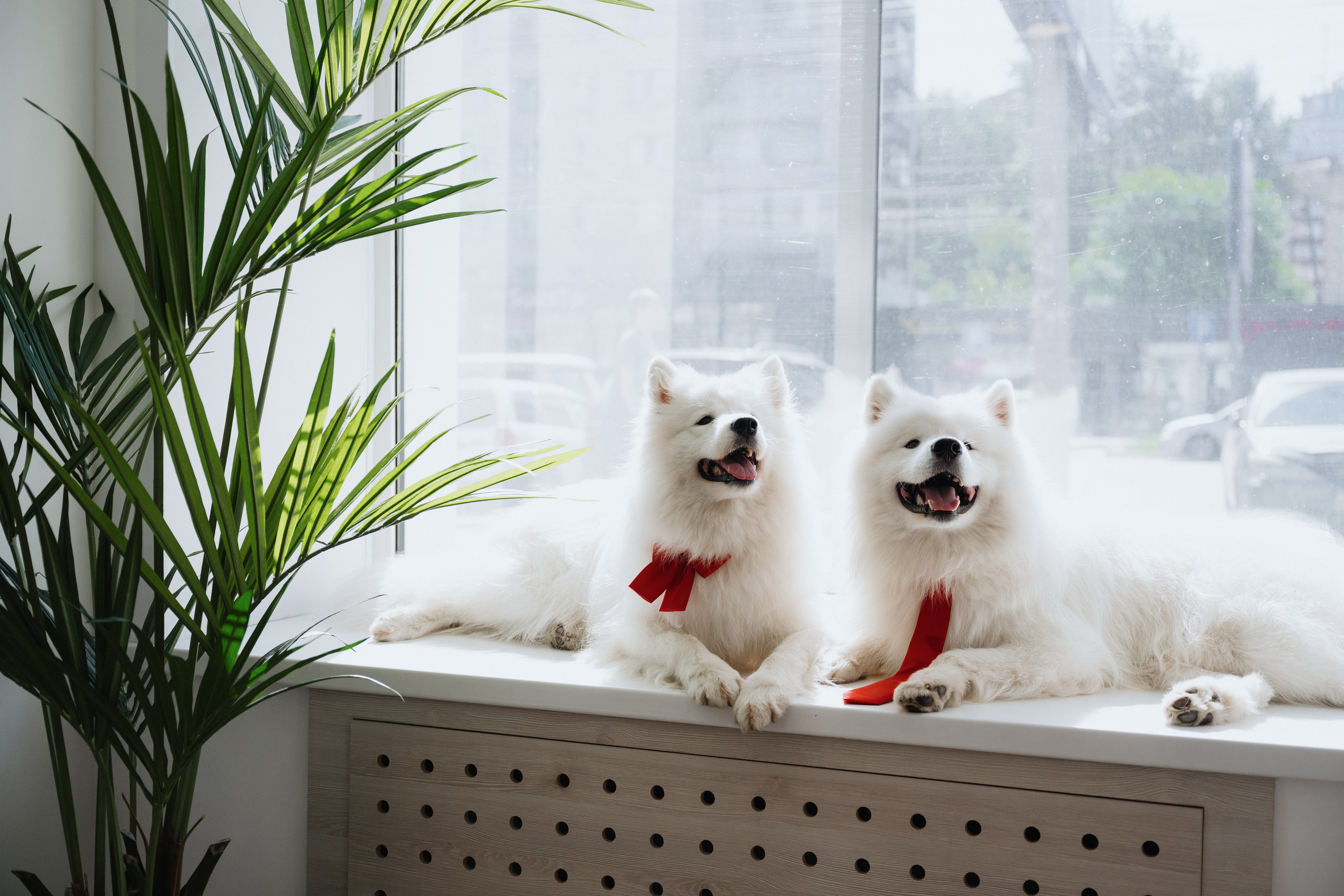 Альфа банк Карла Маркса 55. Фотограф Кристина Тумаева. Самоед Новосибирск