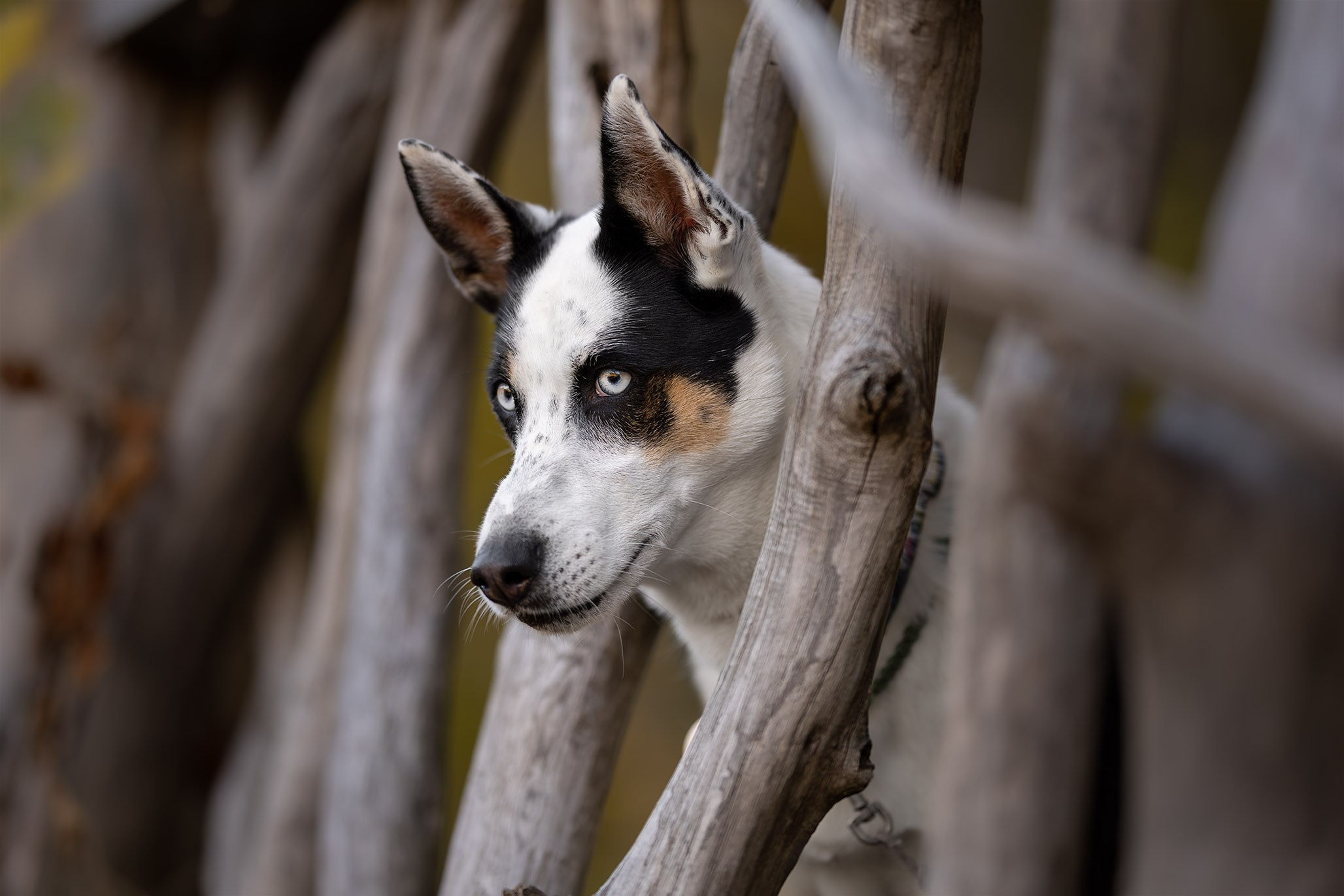 Амелия и Шанталь. Ирина Голомб|Фотограф-анималист в  Сочи и Калининграде