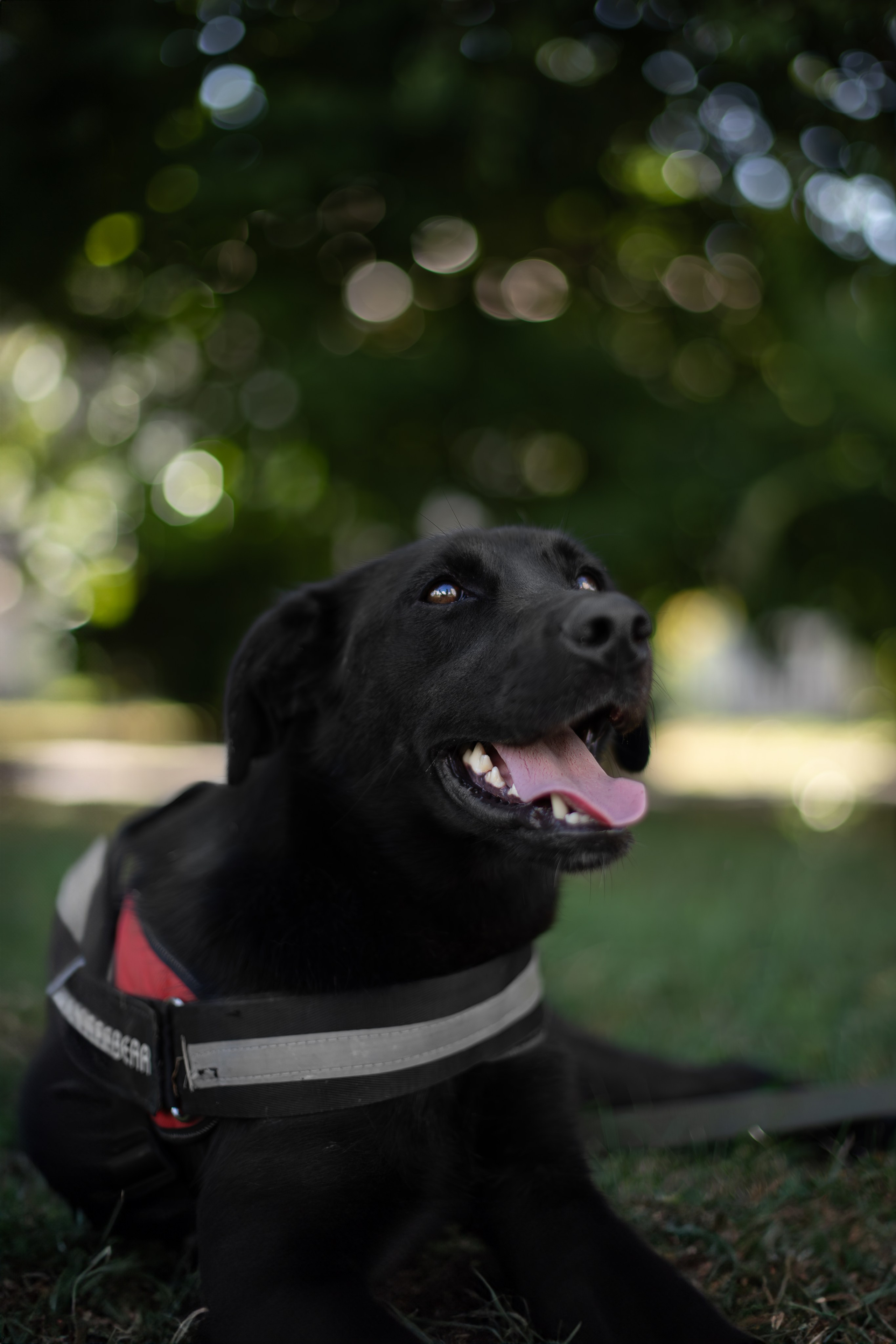 Кураторские питомцы Сириус. Ирина Голомб|Фотограф-анималист в  Сочи и Калининграде