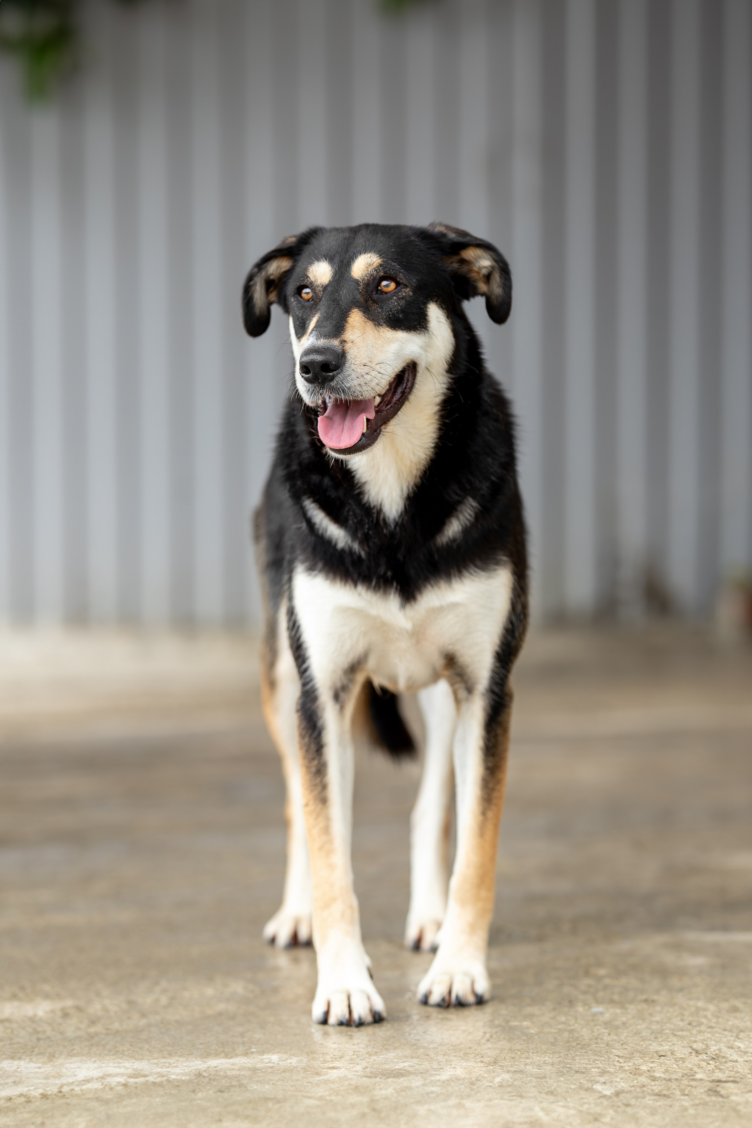 Мини-приют «Возрождение». Ирина Голомб|Фотограф-анималист в  Сочи и Калининграде