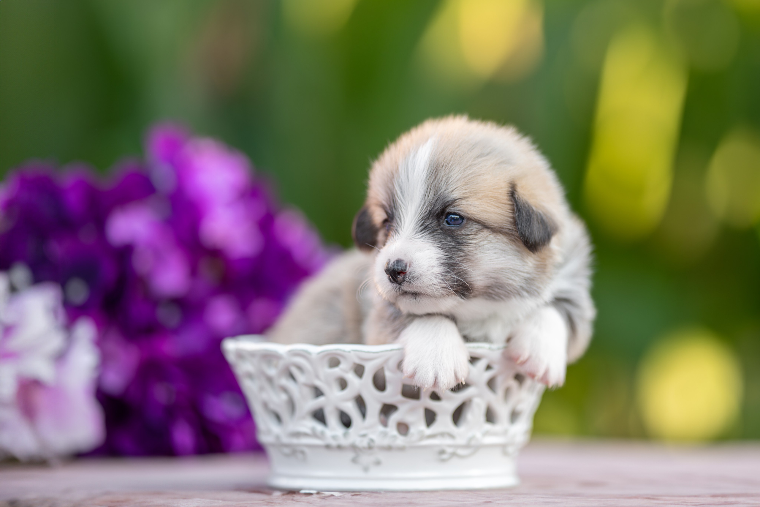 Малыши коржики. Ирина Голомб|Фотограф-анималист в  Сочи и Калининграде