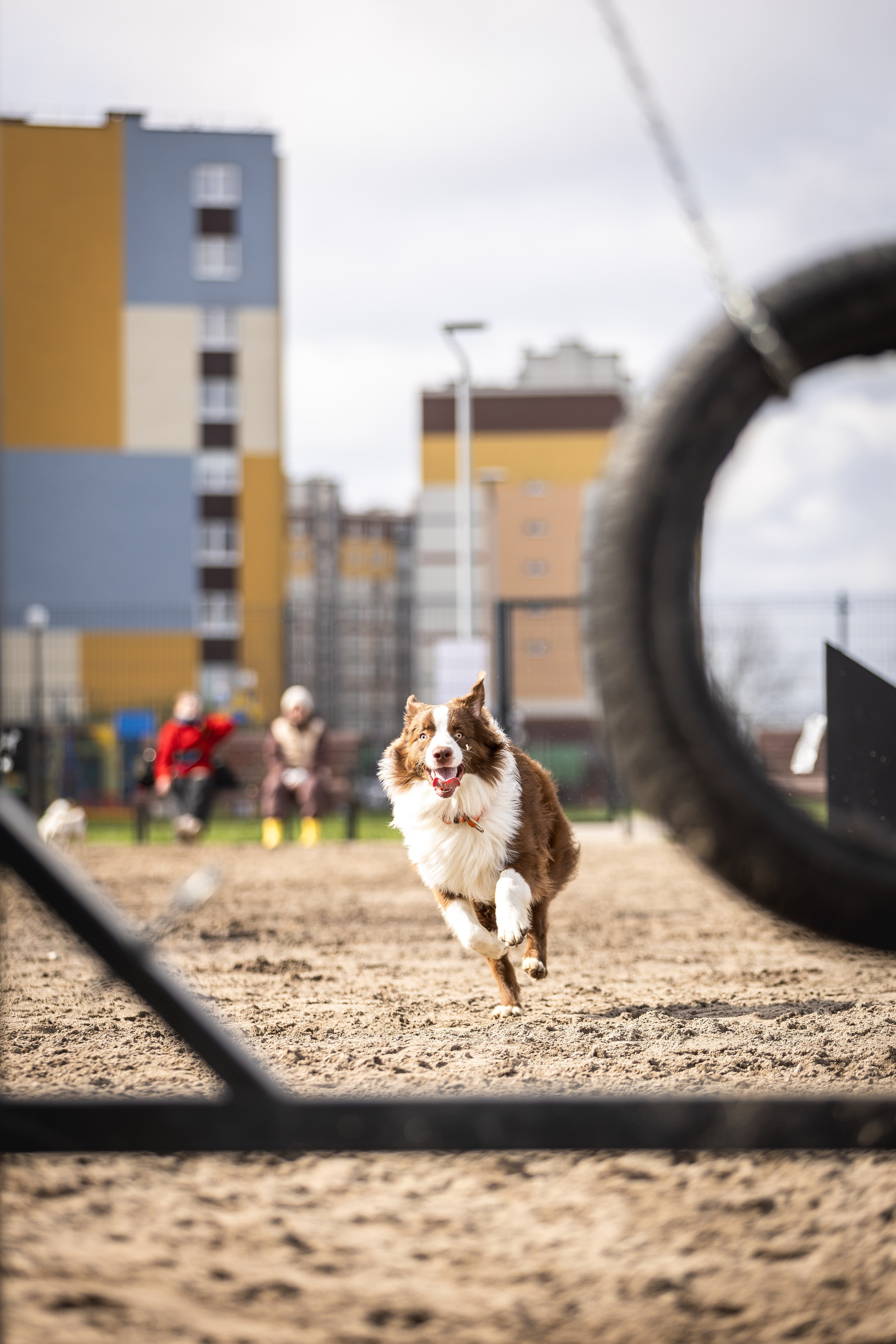 Догтуса 24.03.2024. Ирина Голомб|Фотограф-анималист в  Сочи и Калининграде