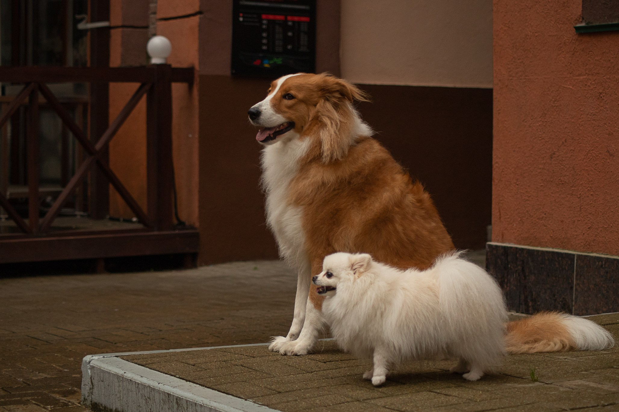 Терри, метис. Ирина Голомб|Фотограф-анималист в  Сочи и Калининграде