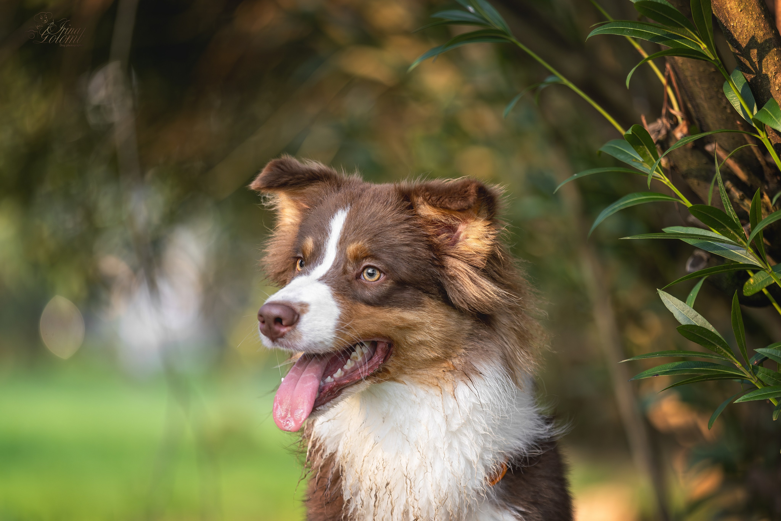 Бадди, Австралийская Овчарка. Ирина Голомб|Фотограф-анималист в  Сочи и Калининграде