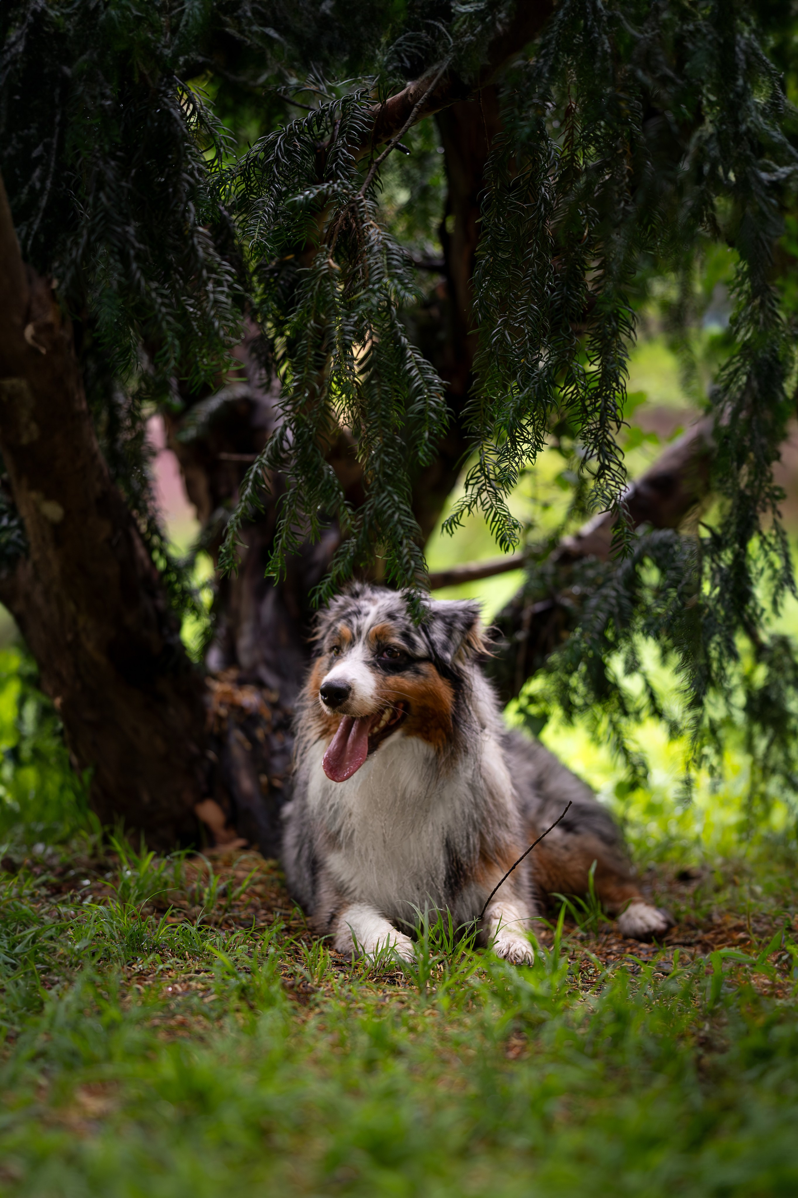 Вэш, австралийская овчарка. Ирина Голомб|Фотограф-анималист в  Сочи и Калининграде