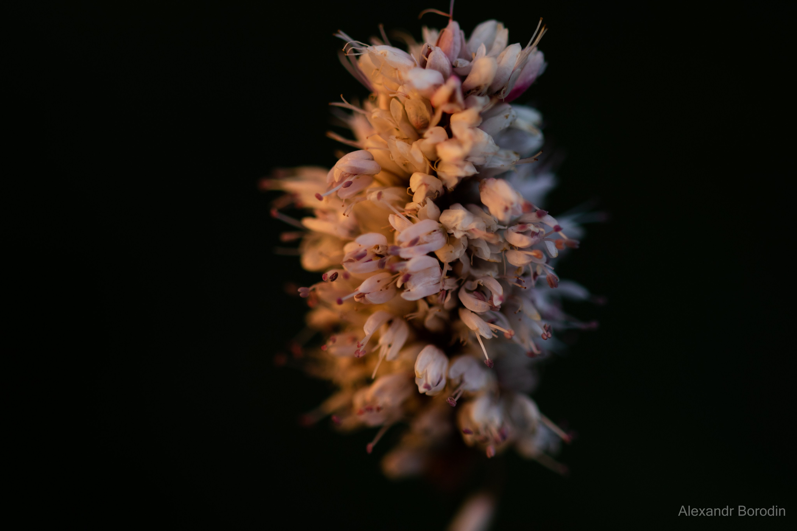 Макро. Профессиональный фотограф Александр Бородин