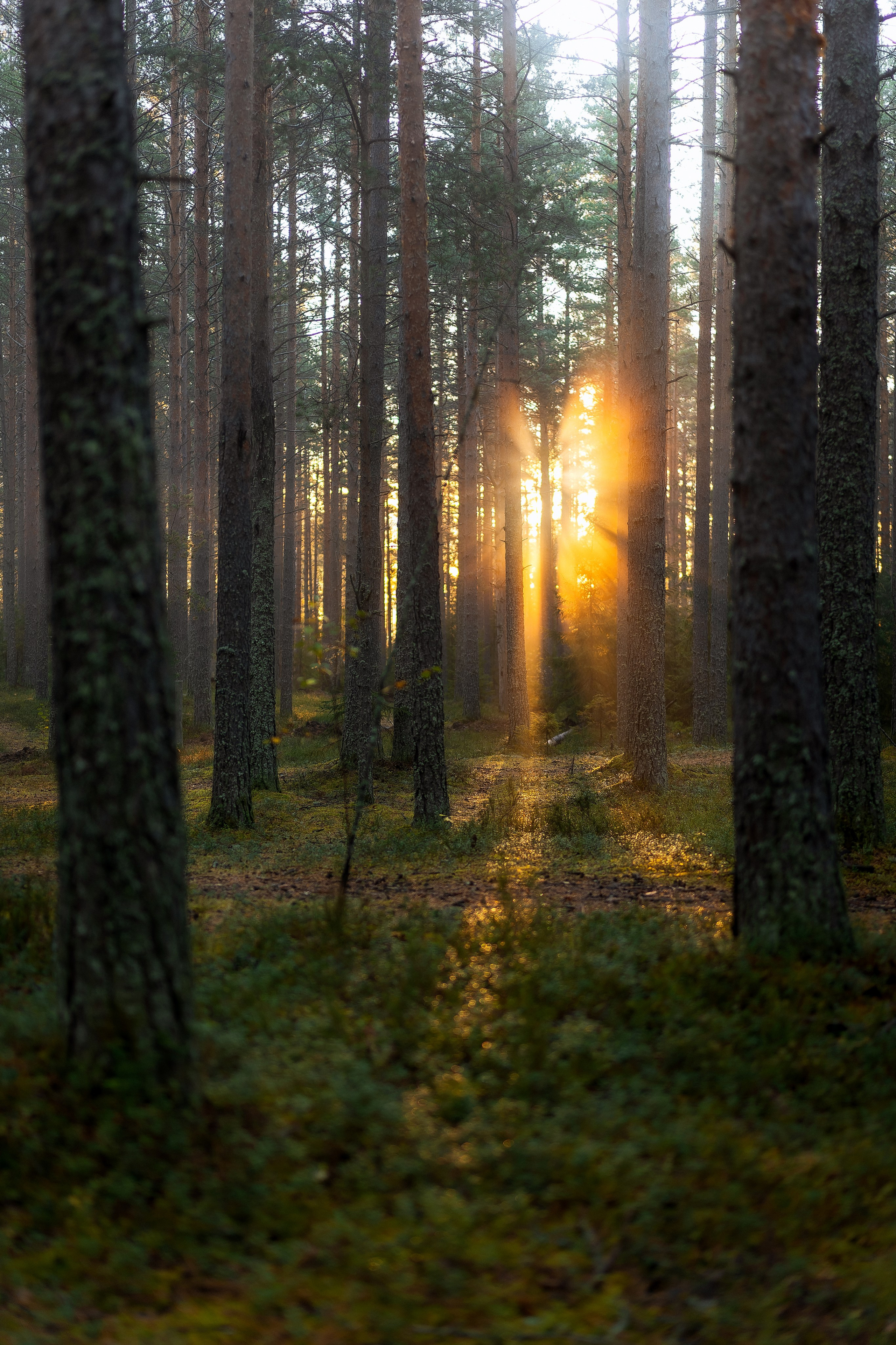 Рассвет в Карельском лесу