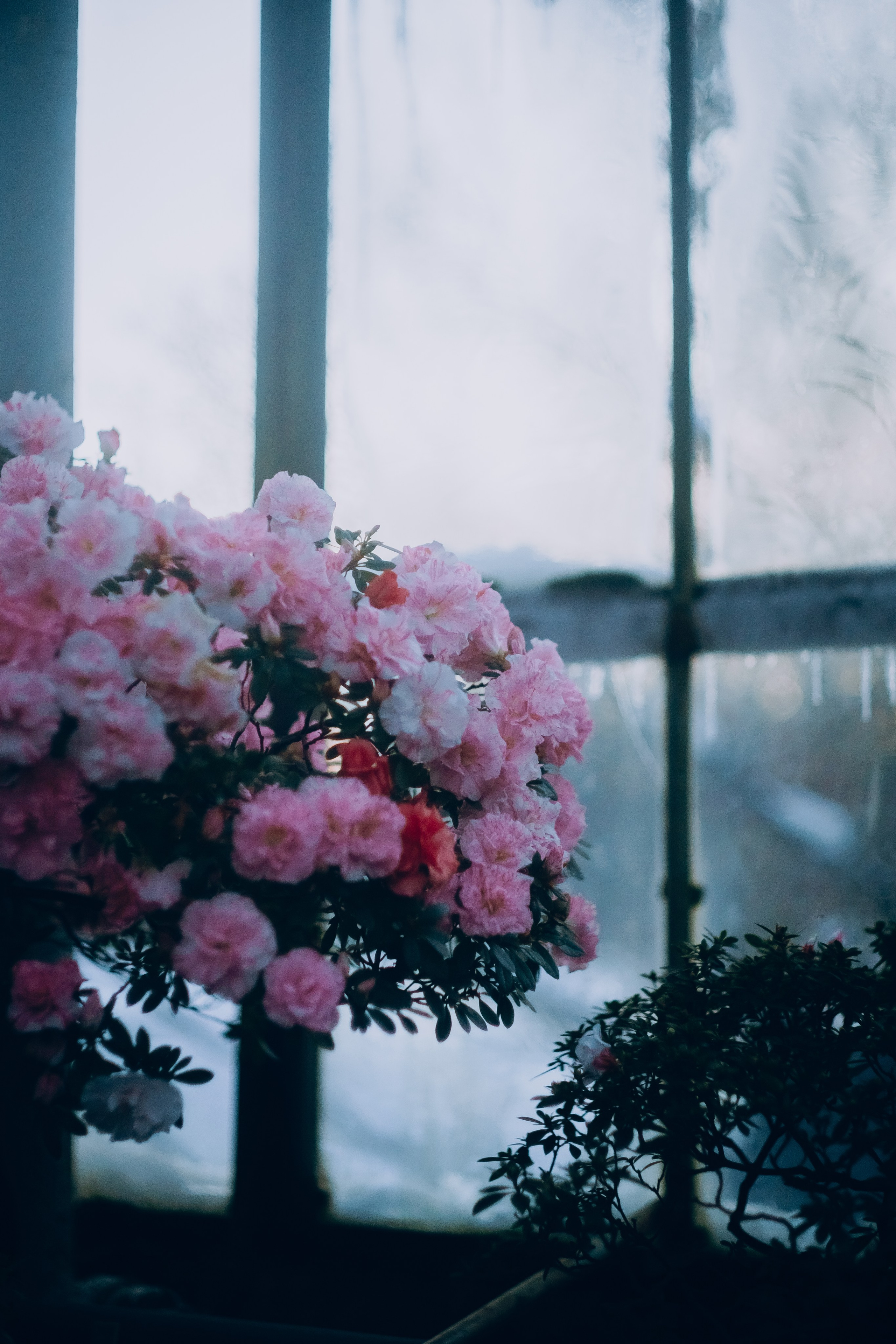 Botanical. Портретный и свадебный фотограф в Москве и Санкт-Петербурге. Учитель фотографии онлайн и оффлайн