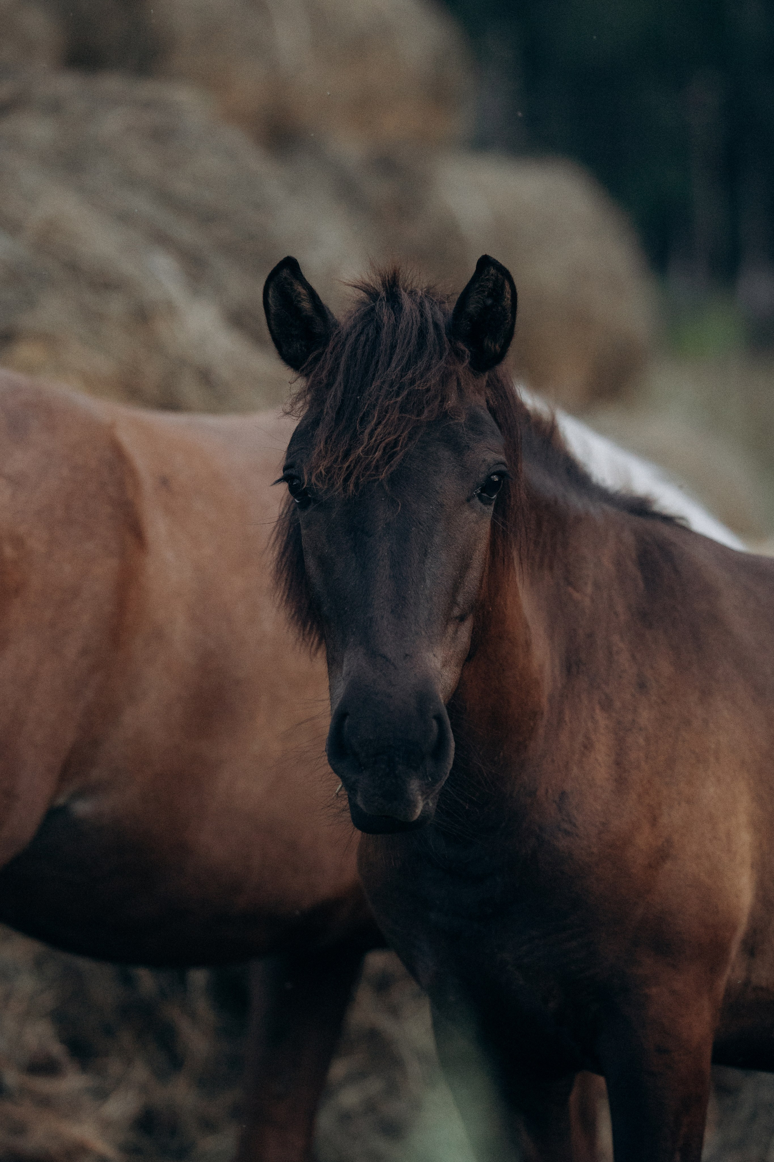 Лошади, не собаки, но нельзя не показать!. Фотограф анималист в Казани Алина Сулейманова. Фотограф животных