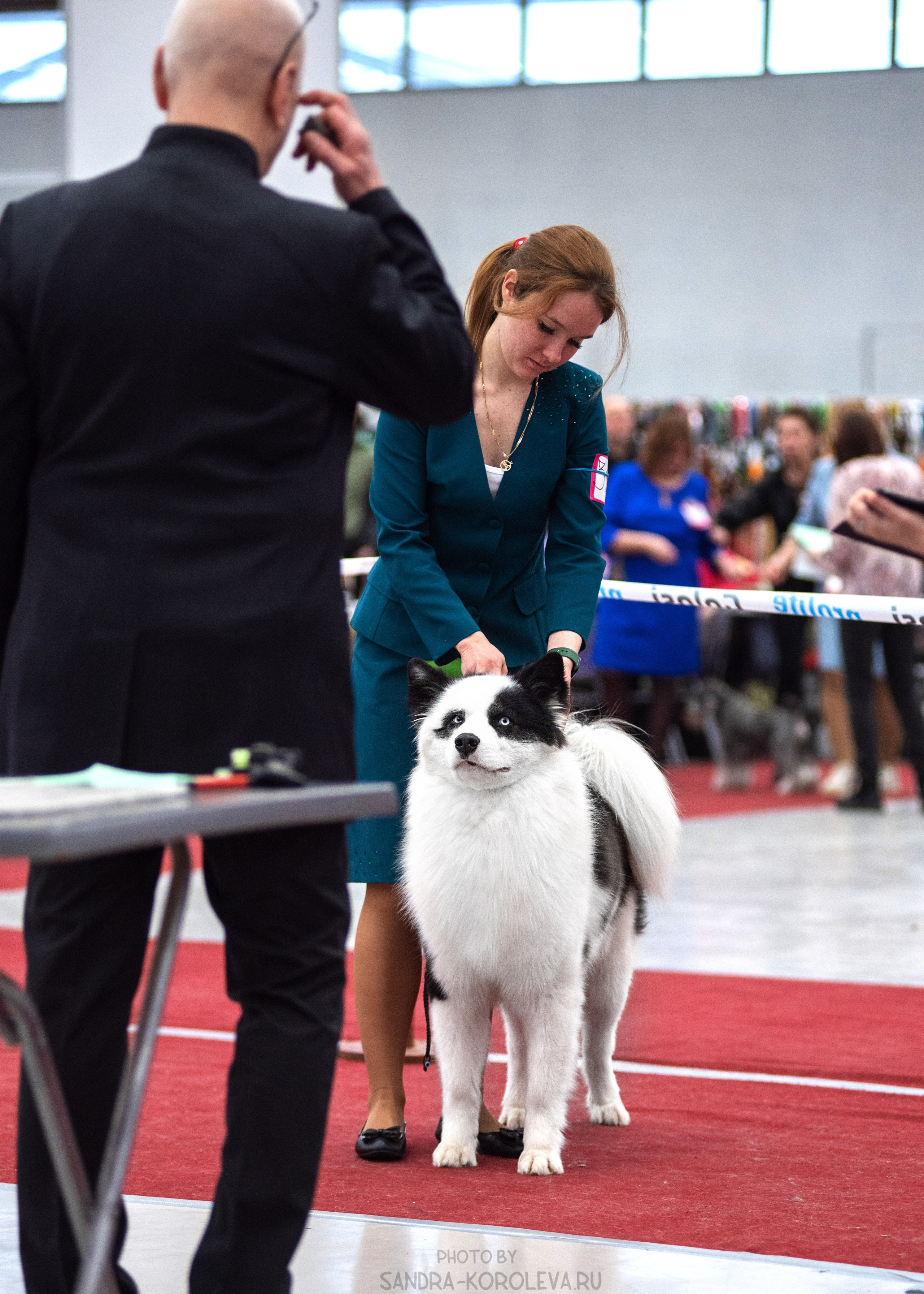 Выставка собак тюмень 14.01.2023. Дог-фотограф в Тюмени Александра Королева