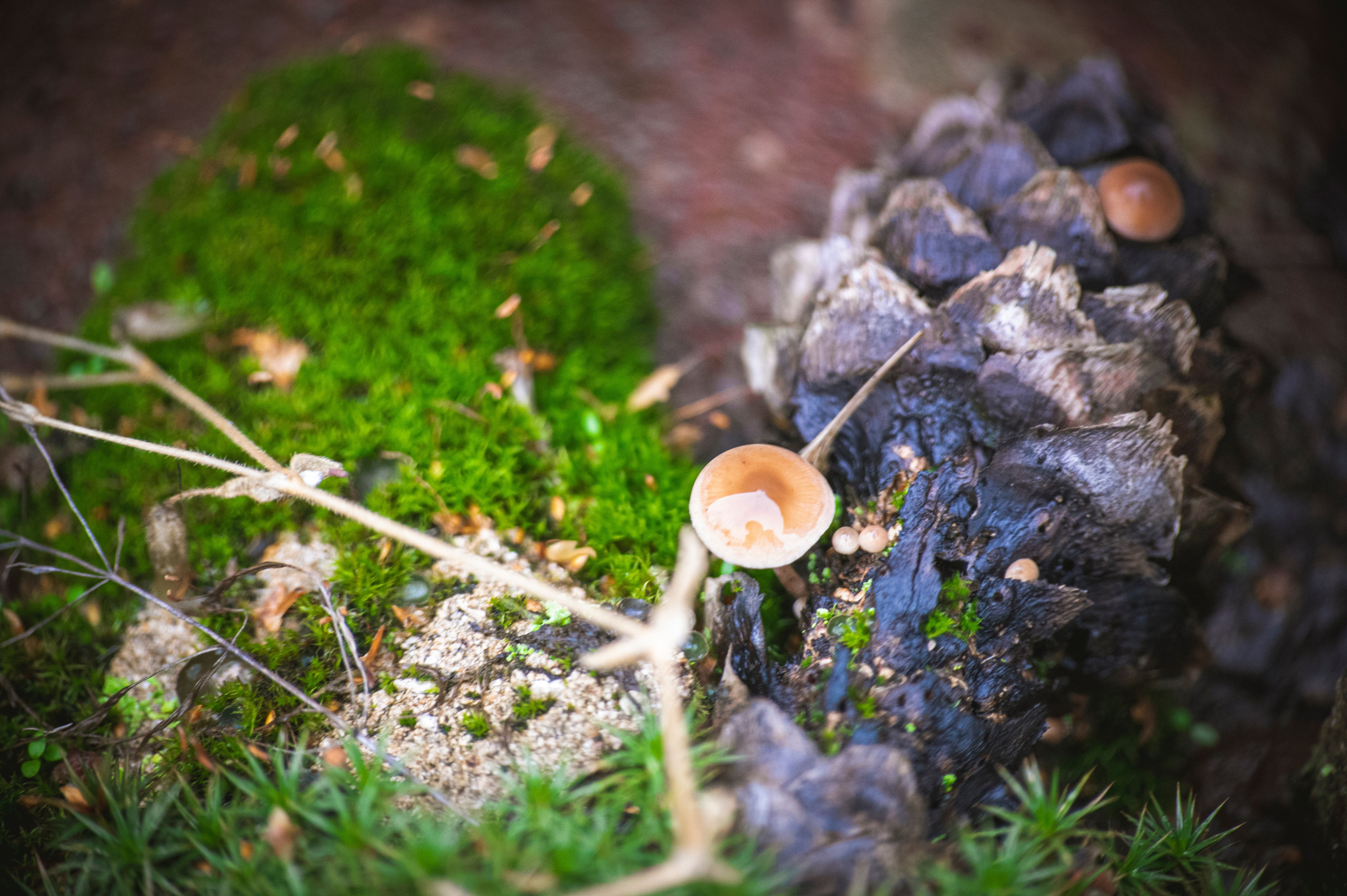 Фотопрогулка ДР. Фотограф Роман Адлер