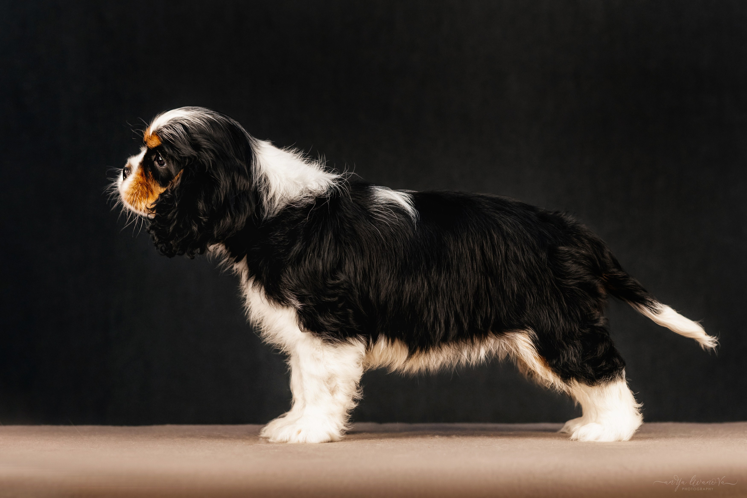 Кавалерчики. Фотограф анималист Аня Ливанова | Рыбинск