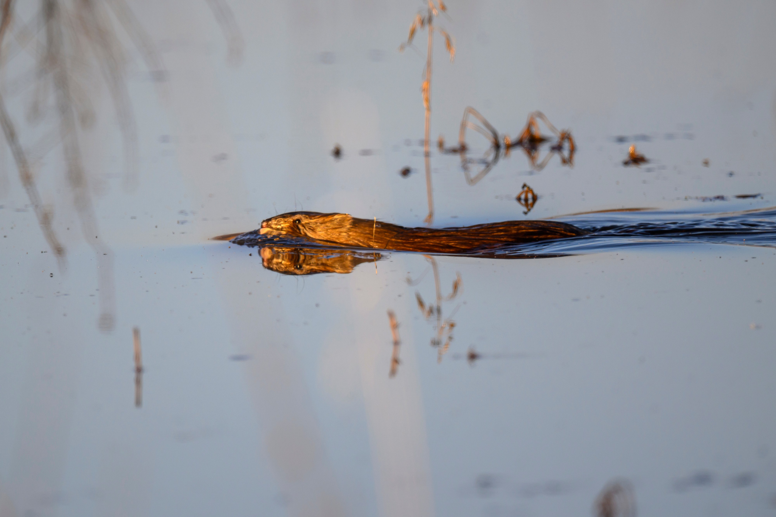 Гуси и ондатра. Фотограф Сергей Пупонин