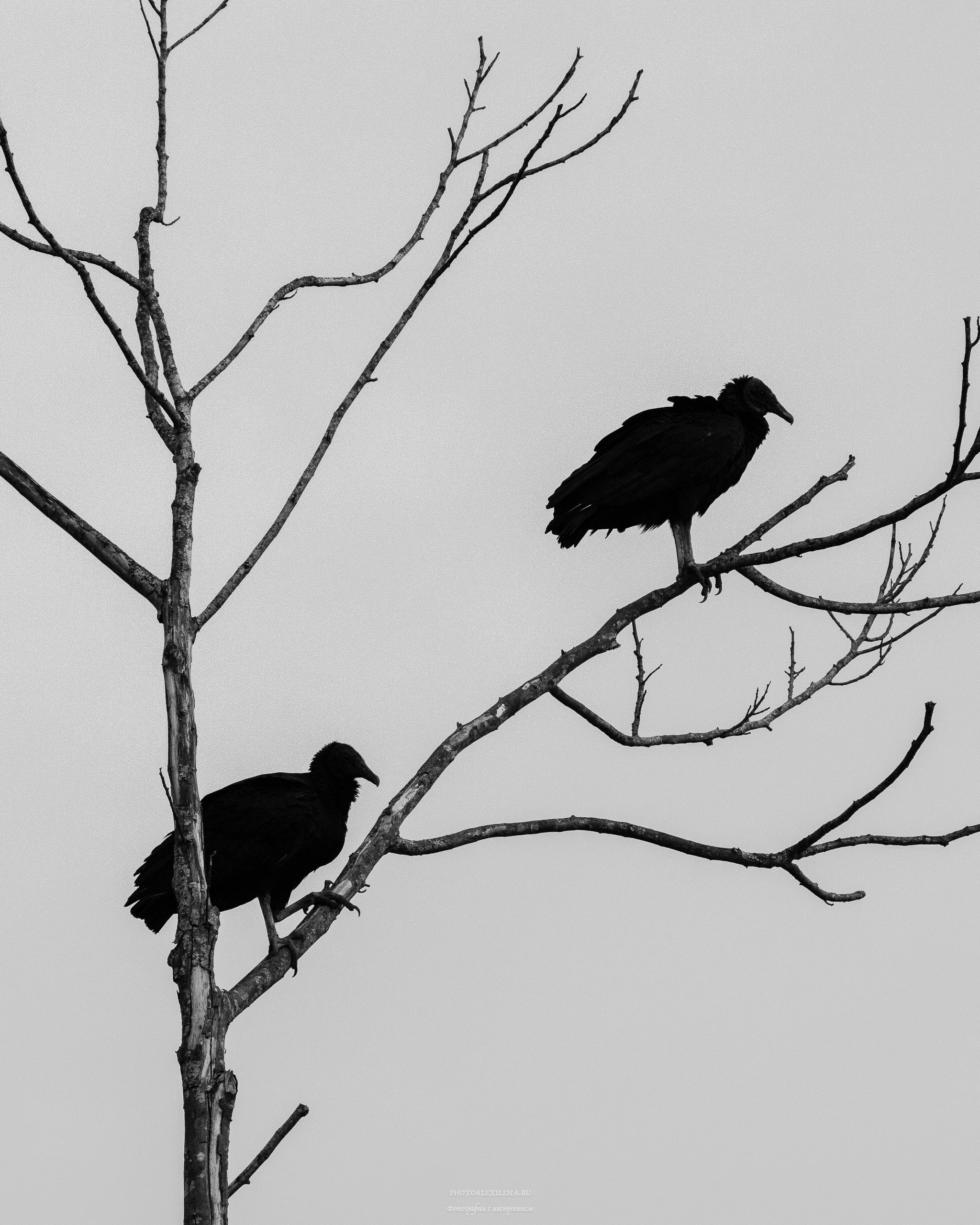 Чёрно-белые птицы. Авторские стильные фотокартины