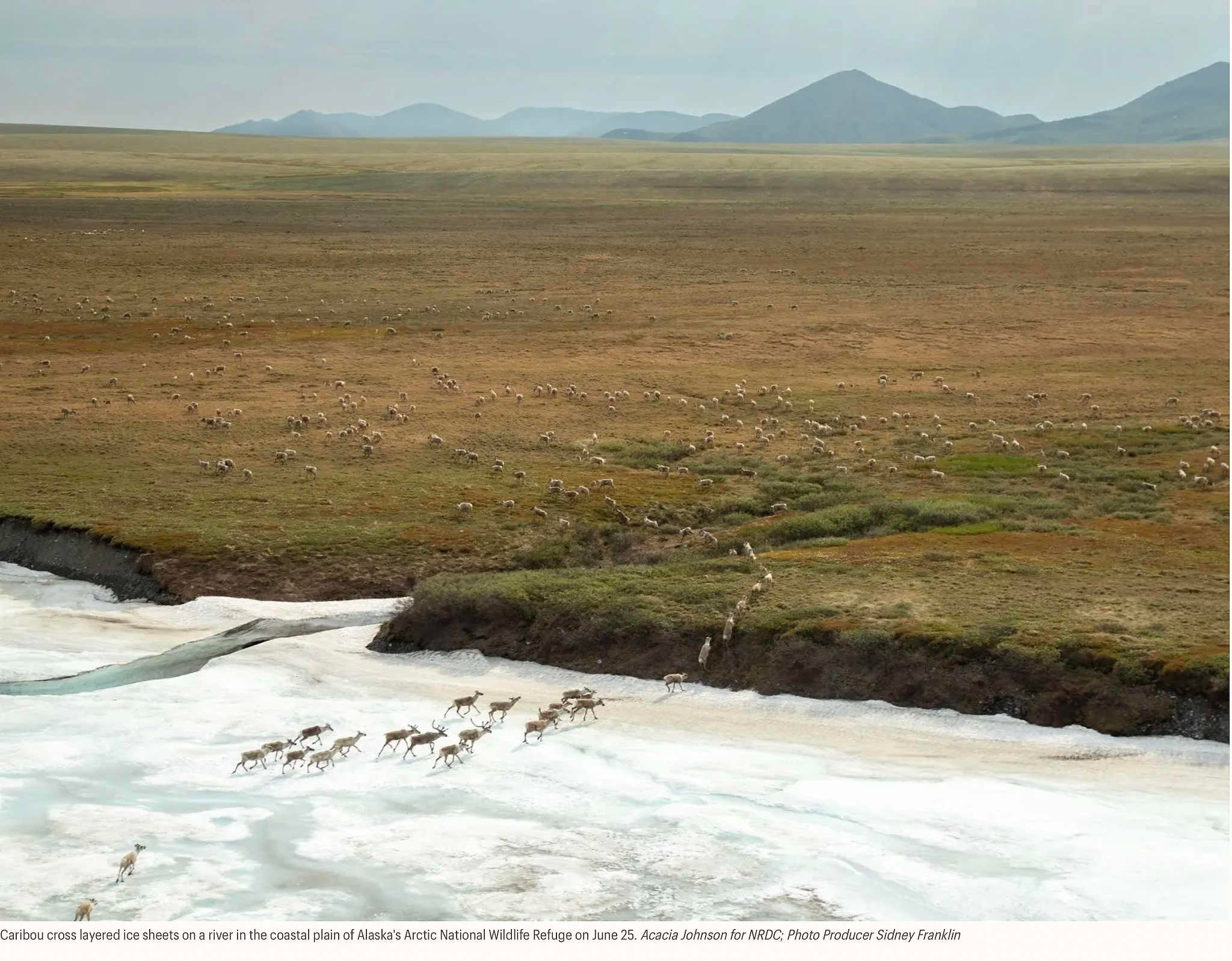 Северный олень пересекает слоистые ледяные поля на реке в прибрежной равнине Арктического национального заповедника дикой природы на Аляске, 25 июня. Акация Джонсон для NRDC; фоторедактор Сидни Франклин
