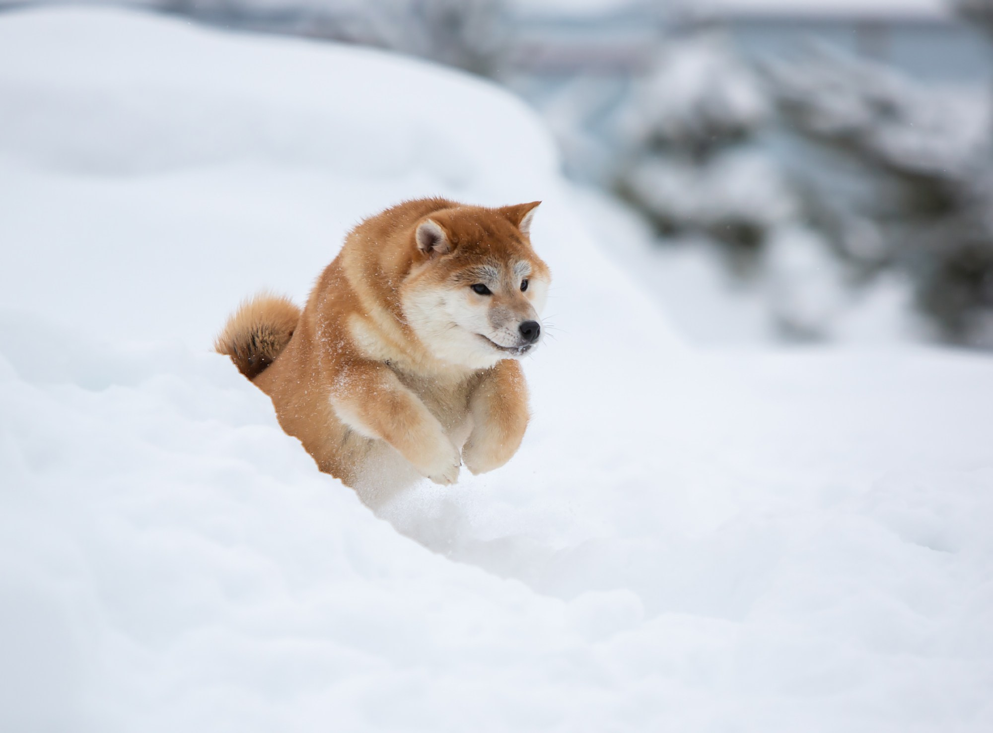 СИБА. SHIOMARU Питомник сиба и акита-ину