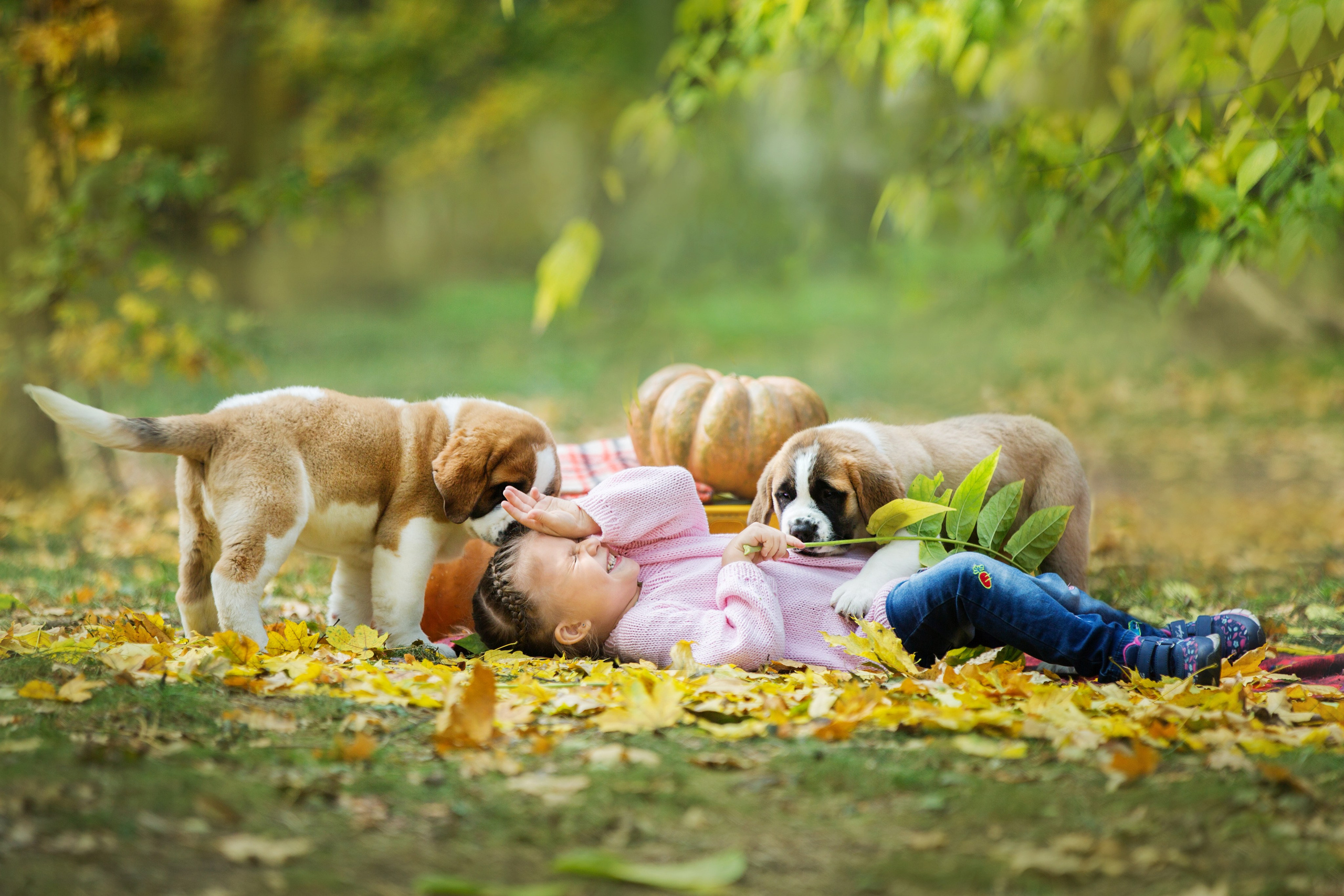 Щенки Сенбернары. Октябрь. Свадебный семейный и детский фотограф в Краснодаре Карина Федоровская