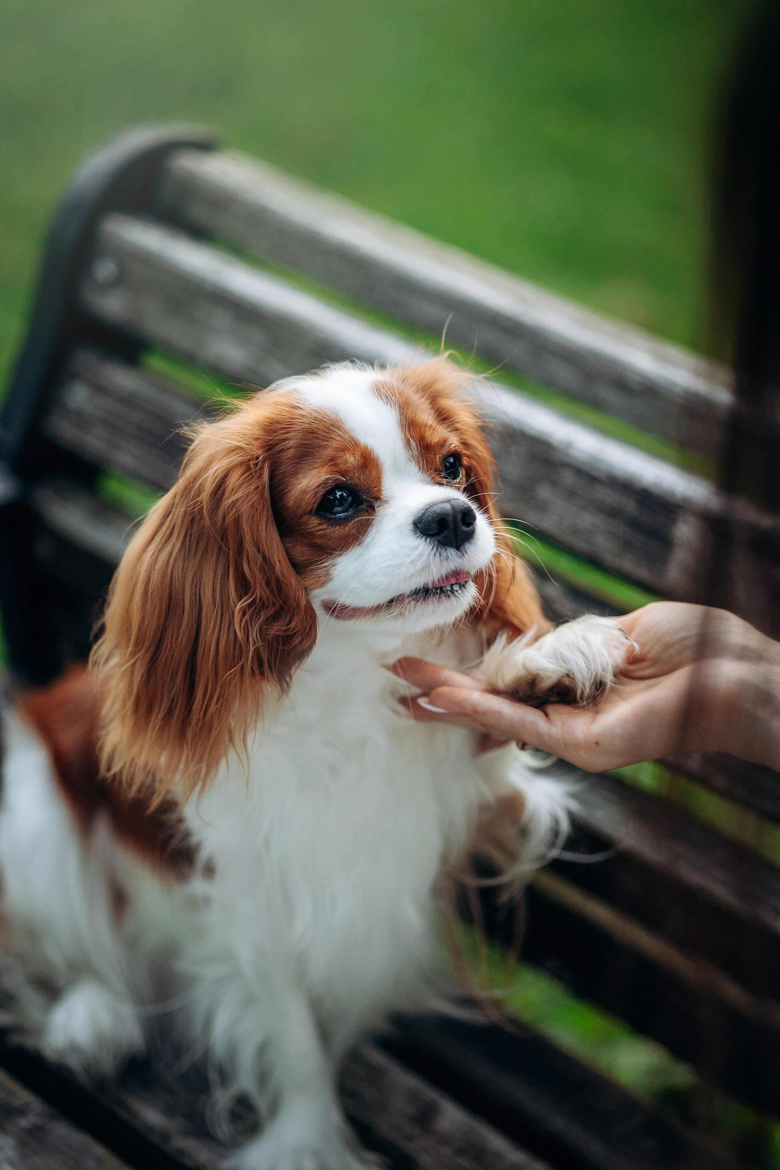 Юлия и Мия. Фотограф — Анималист | Санкт-Петербург