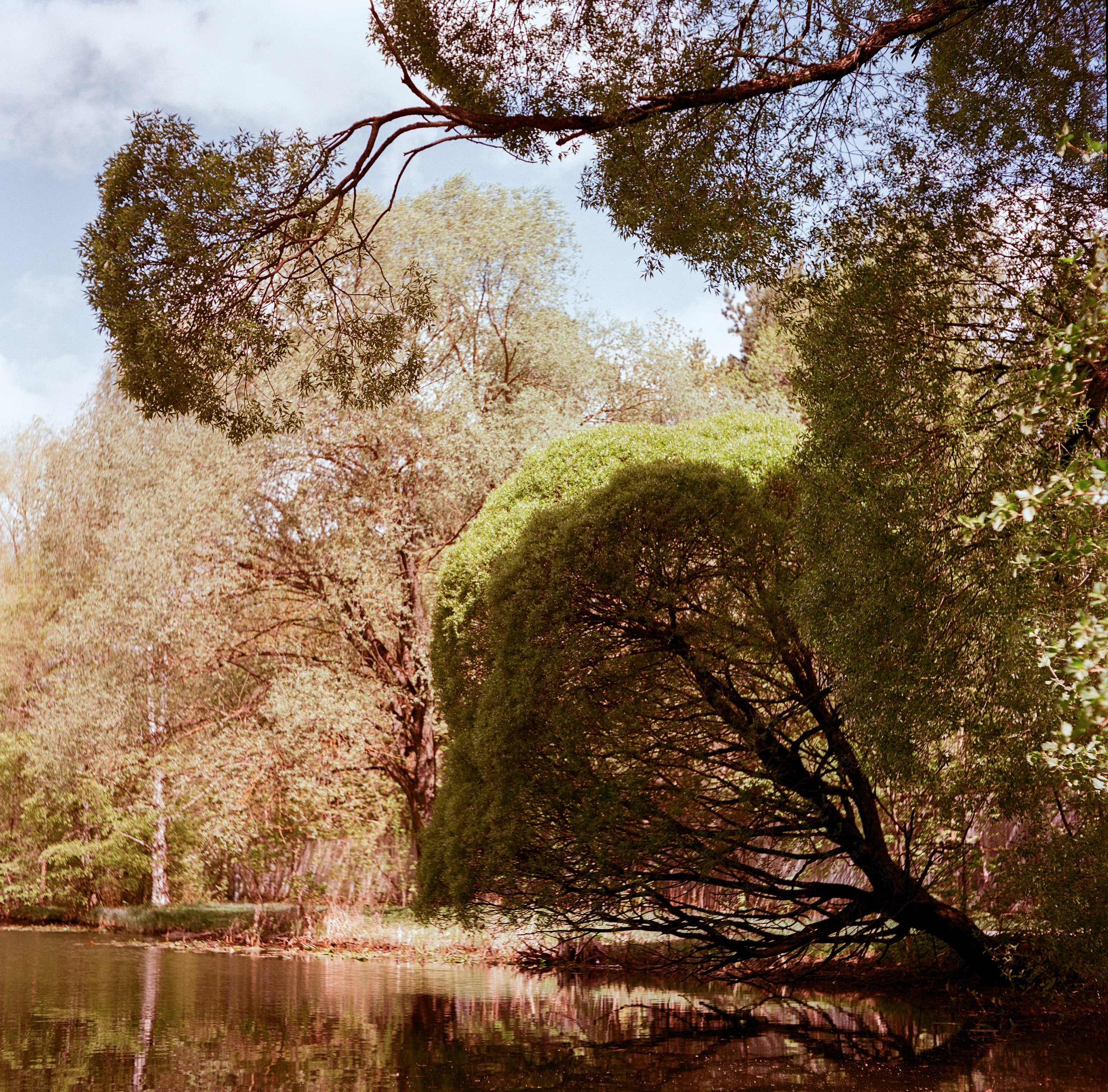 Minolta Autocord | Aeronega ISO 100 (Aerocolor IV) | май 2025 года СерБор