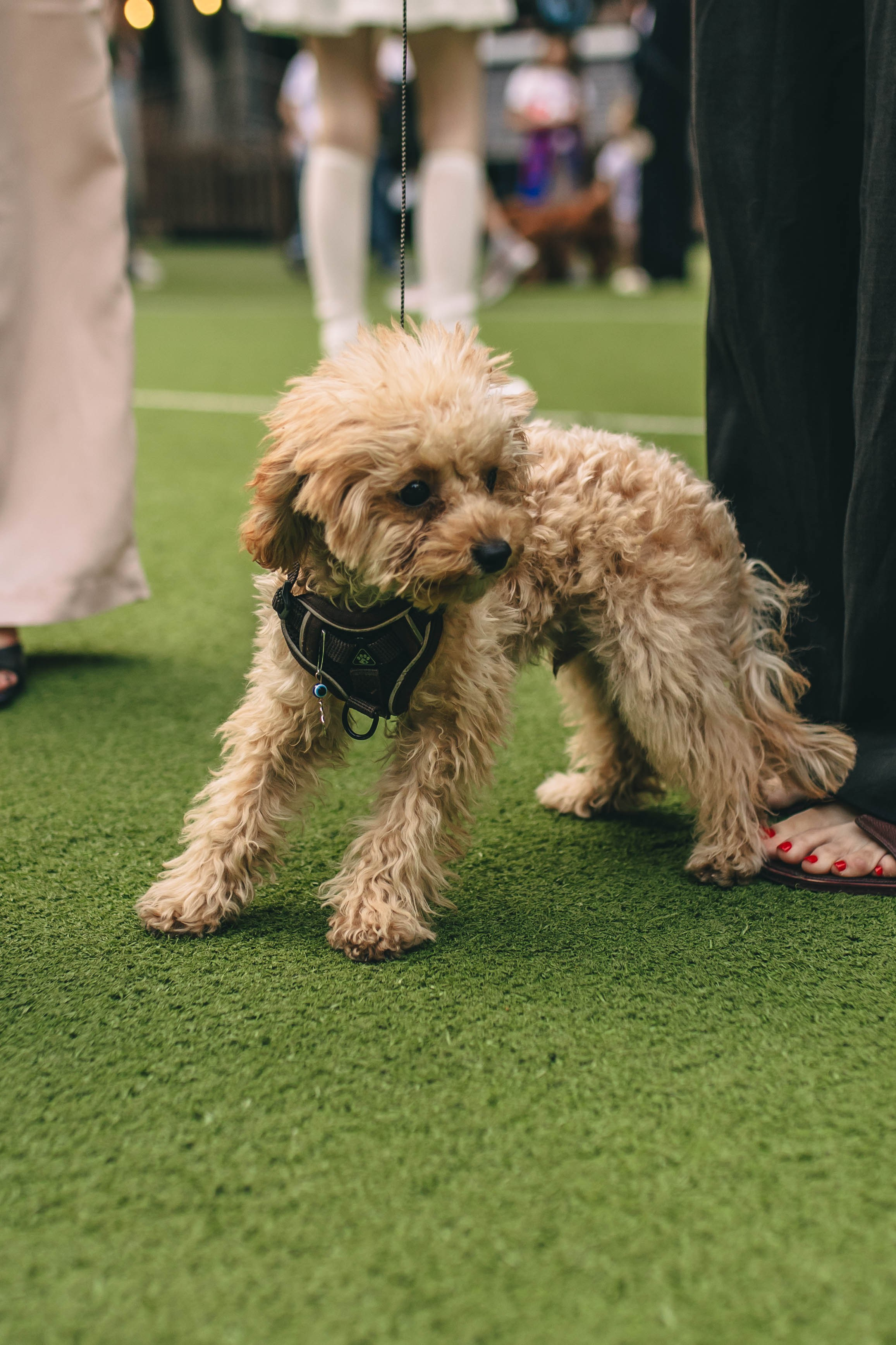 Pet-Party + Live-music |Парк Культуры. Фотограф в Ставрополе Алина Клочкова