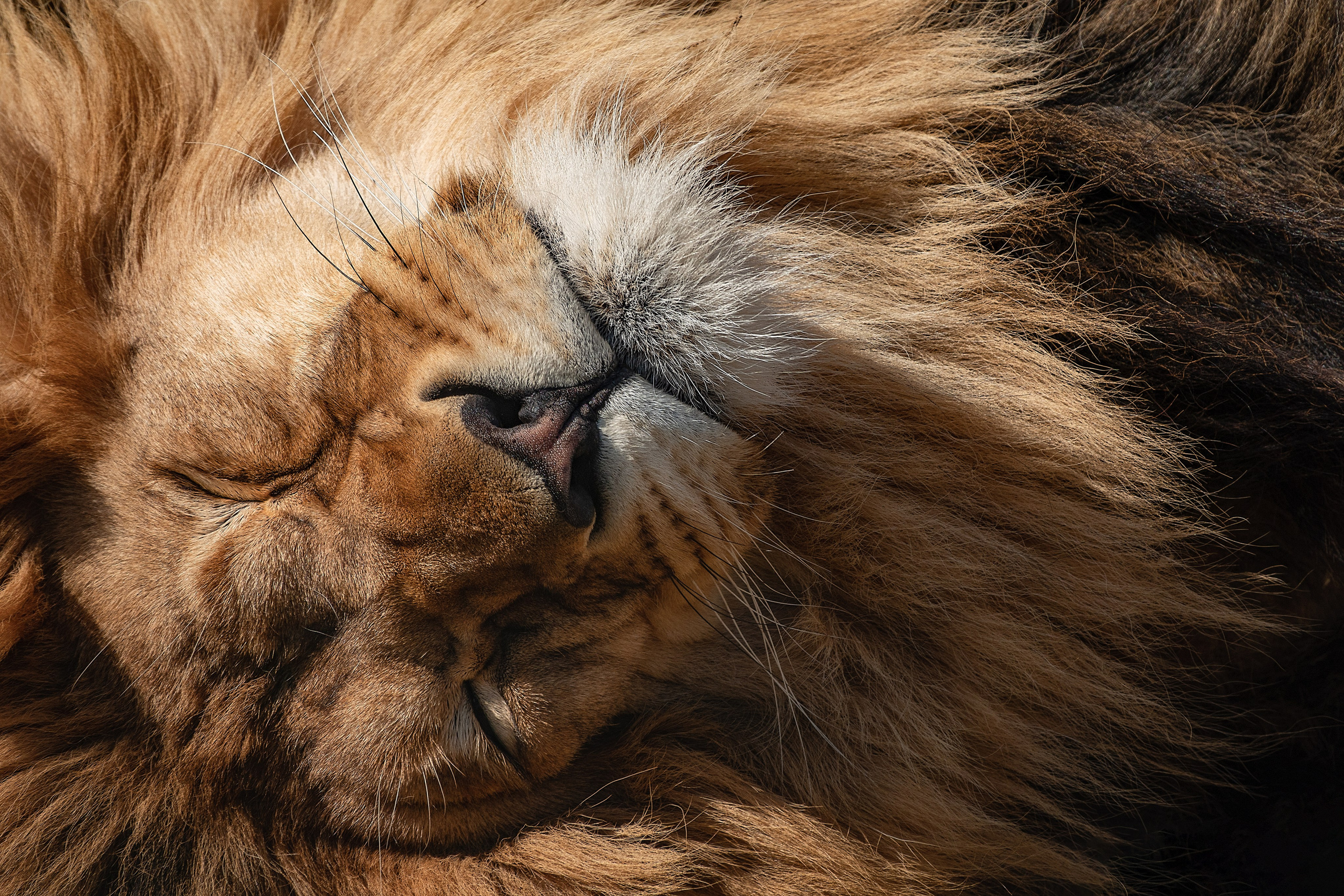 Фотограф-анималист в Москве Юлия Лайхо