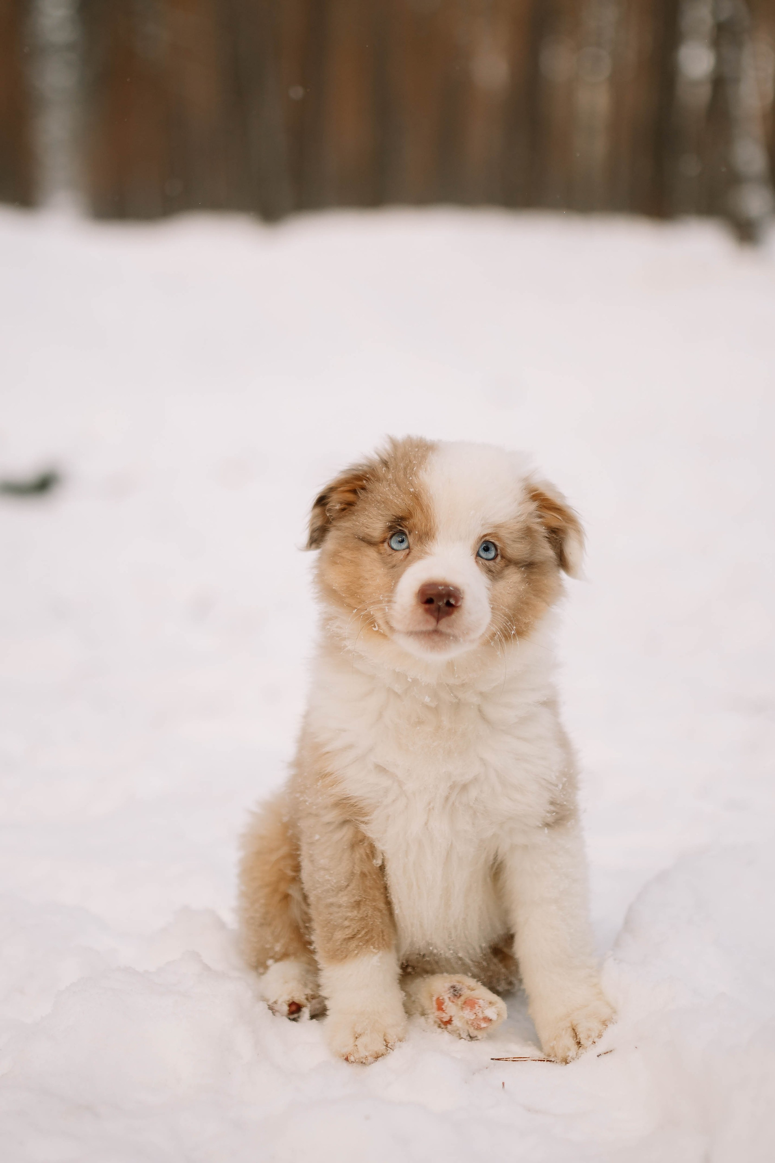 Щенки Миниатюрной американской овчарки. Прогулка в лесу. Фотограф Александра Кузнецова