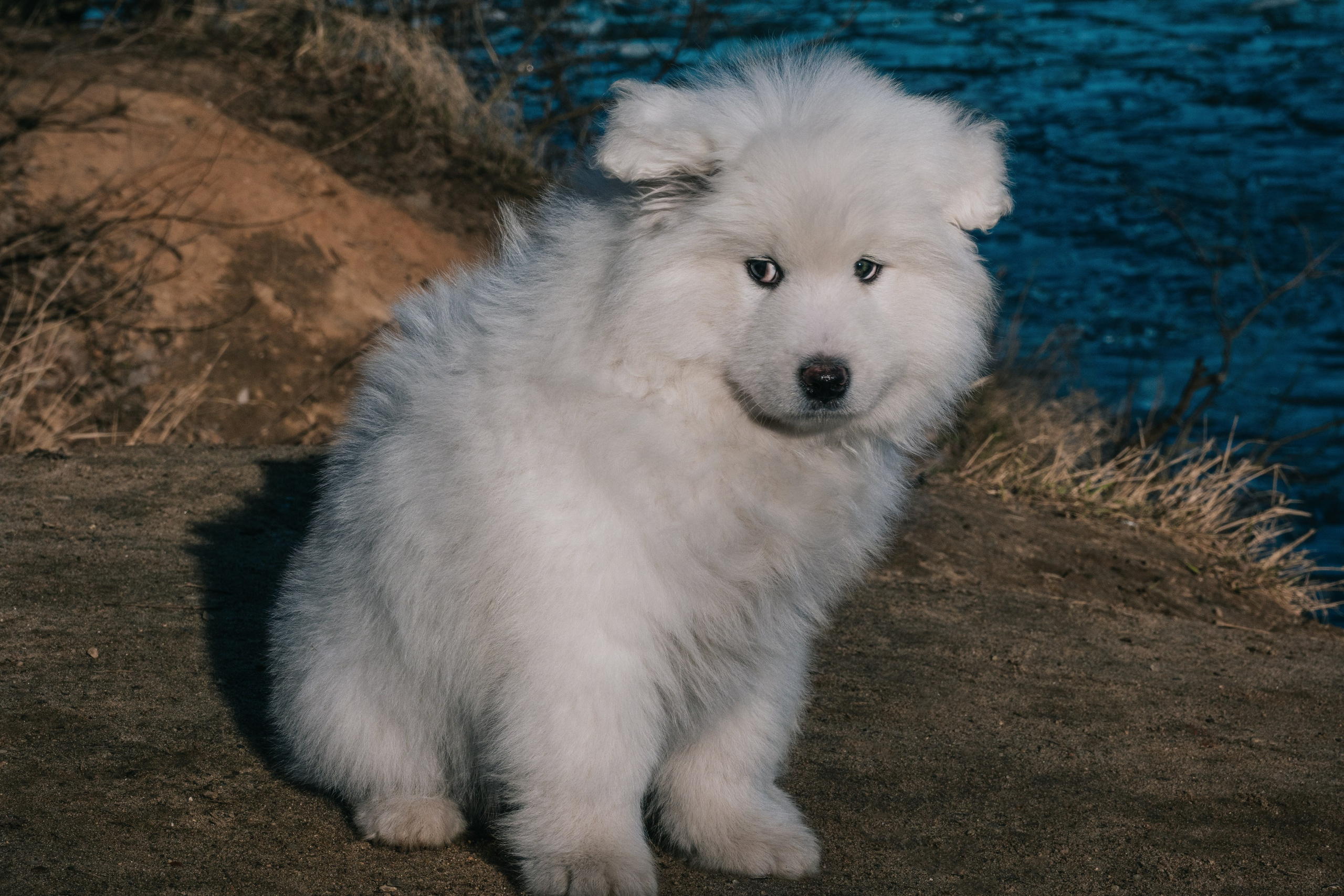 Очаровательный малыш Балу. Фотограф-анималист в Москве Юлия Лайхо