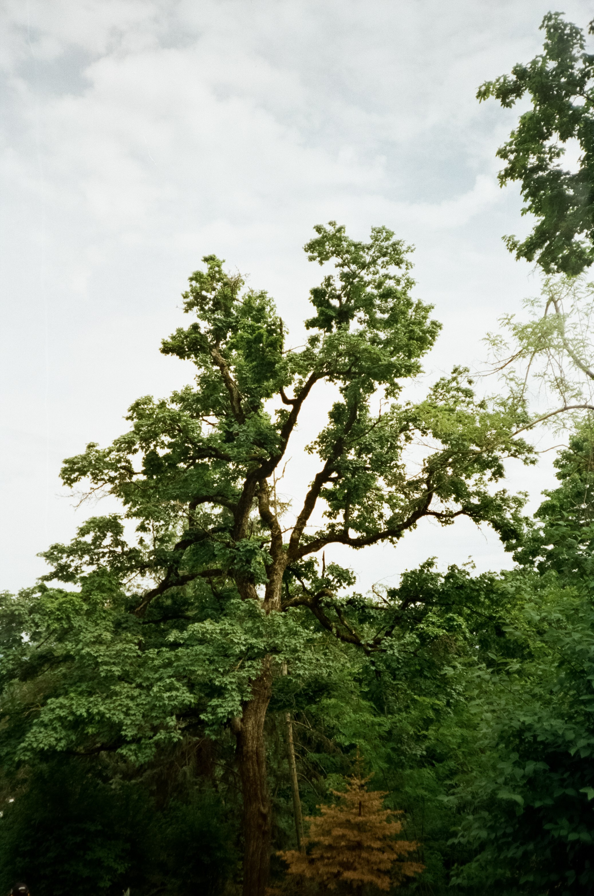 Каскадная лестница в Курортном парке Железноводска. 574 ступени красот. Фотограф-документалист Мария Осокина