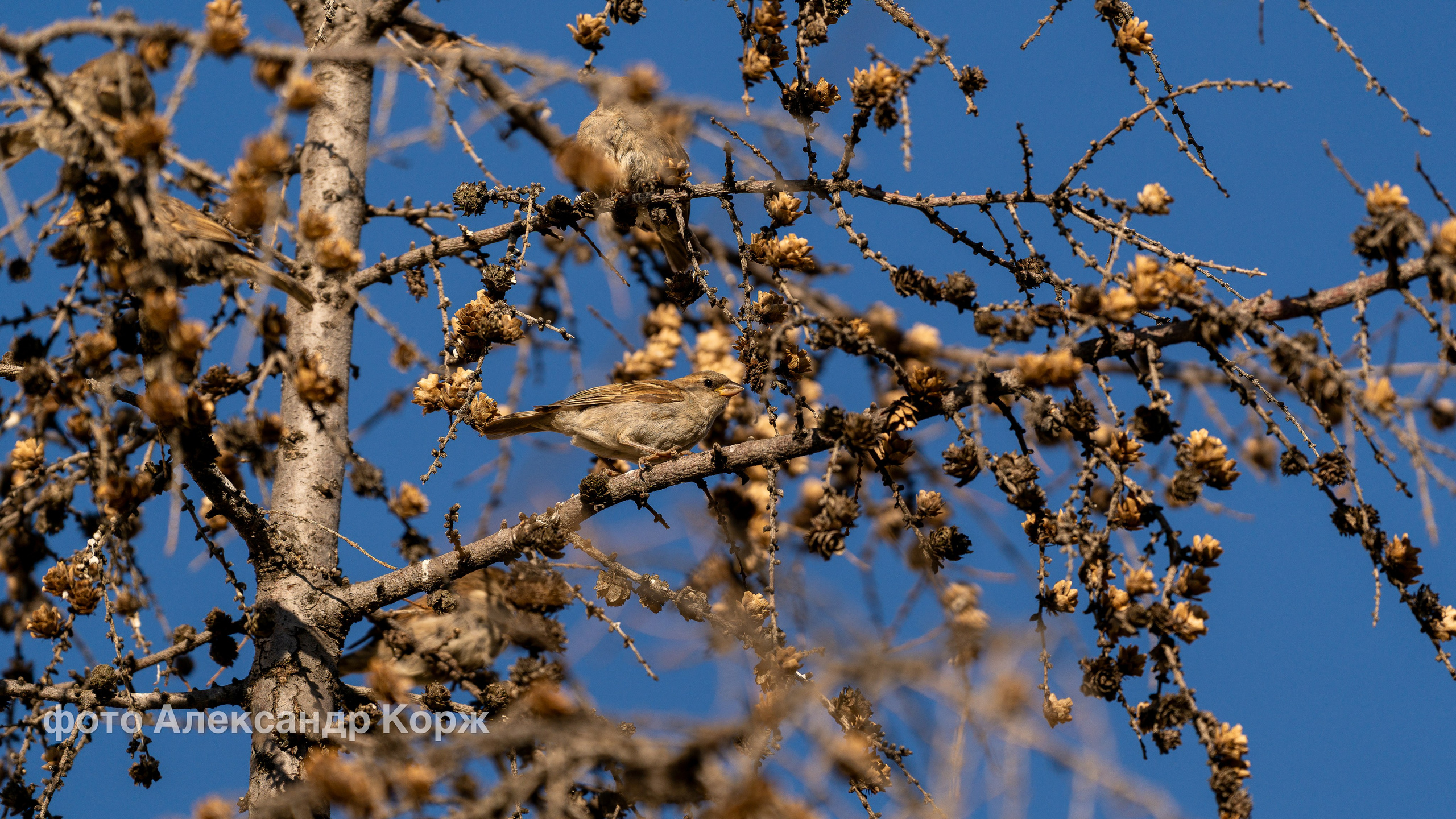Животные. Фотографии и видеосъемка, Айхал, Удачный, Якутия. Фотографии Айхал
