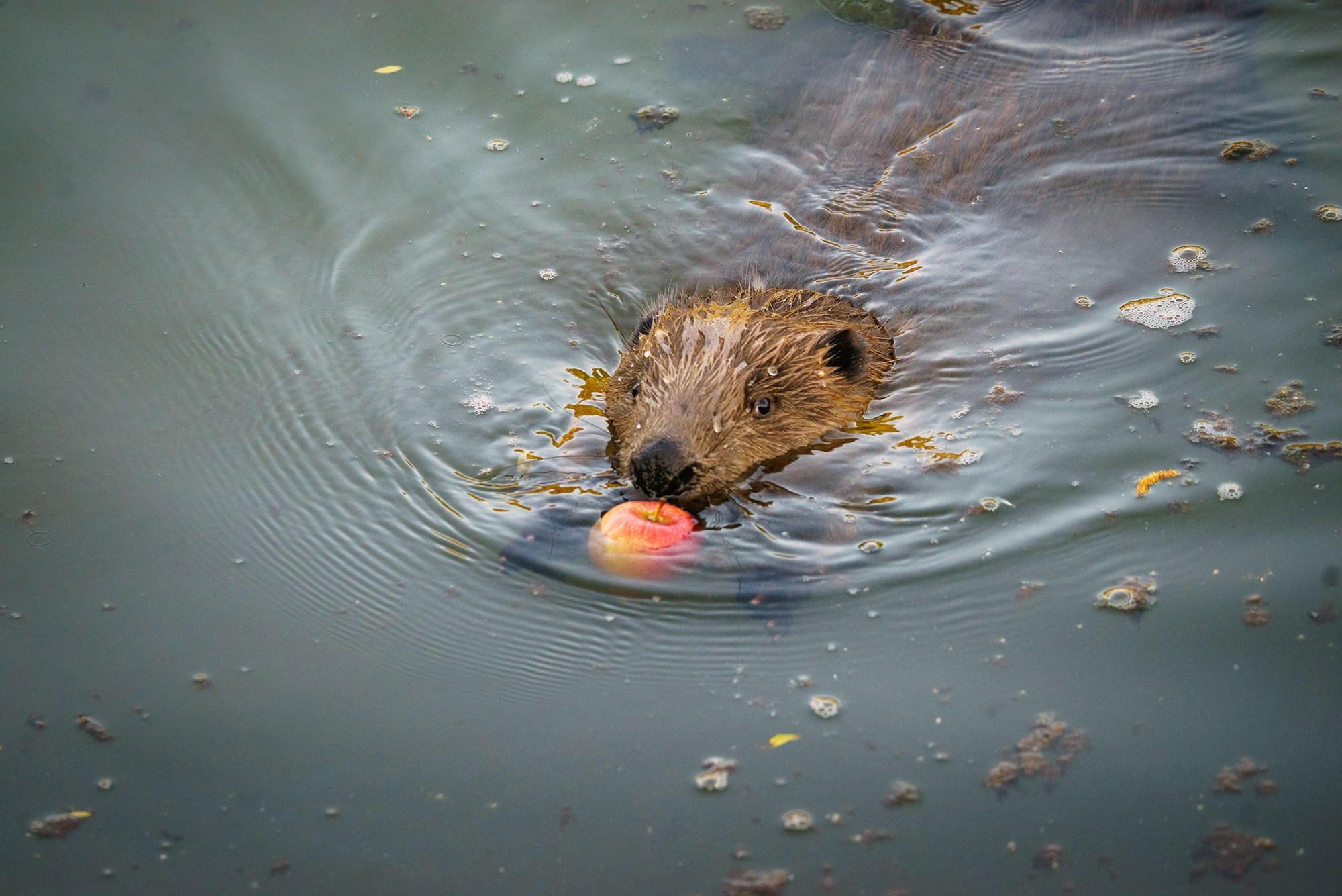 Животные. Ваш личный фотограф Марина Волкова