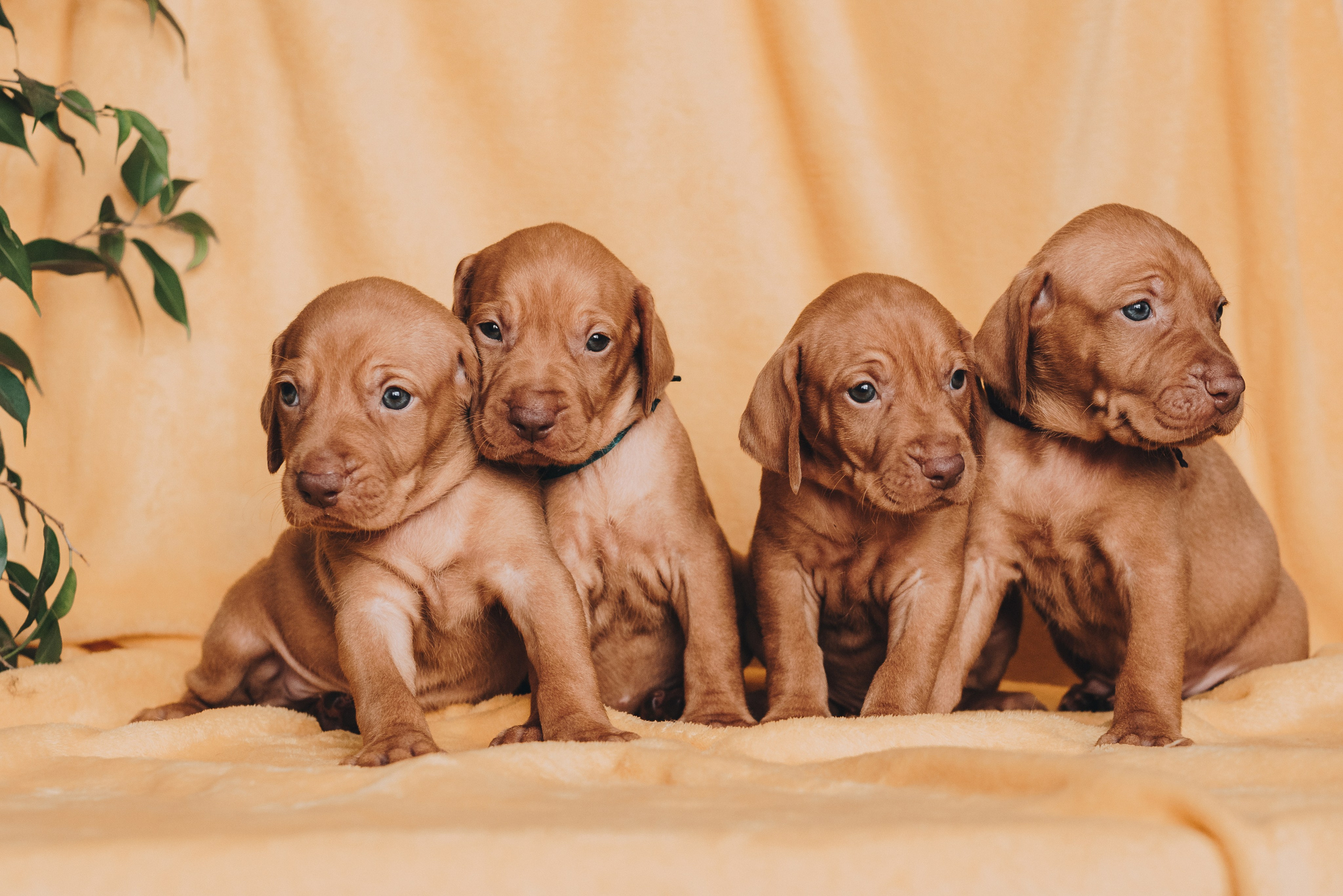 Hungarian Vizsla. Natalia Finch Photography — Family, Kids & Pet Photographer in Chicago, IL