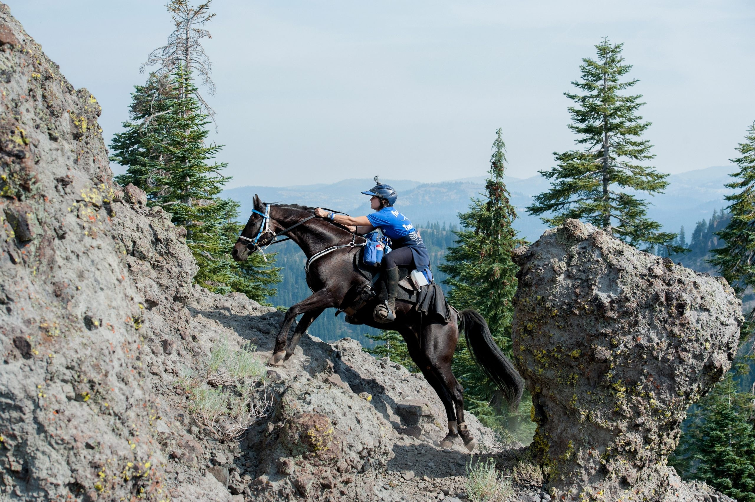 Seminar 5 July Evaluating gates in dressage. Liana Antanovich | Equestrian Strategies