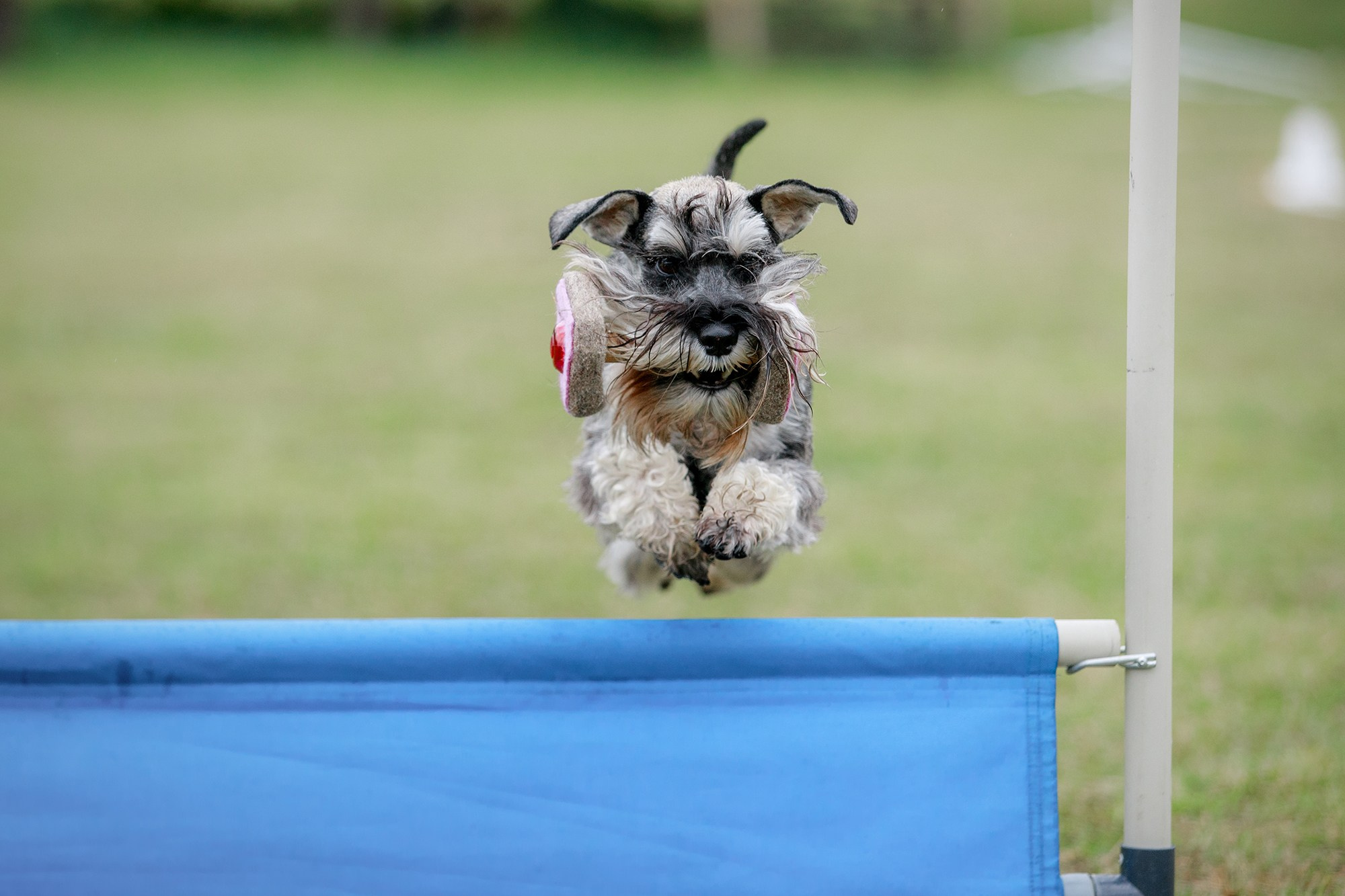Лагерь по ОБД с Инной Баженовой. Фотограф-анималист Mary Mart — Москва, Питер