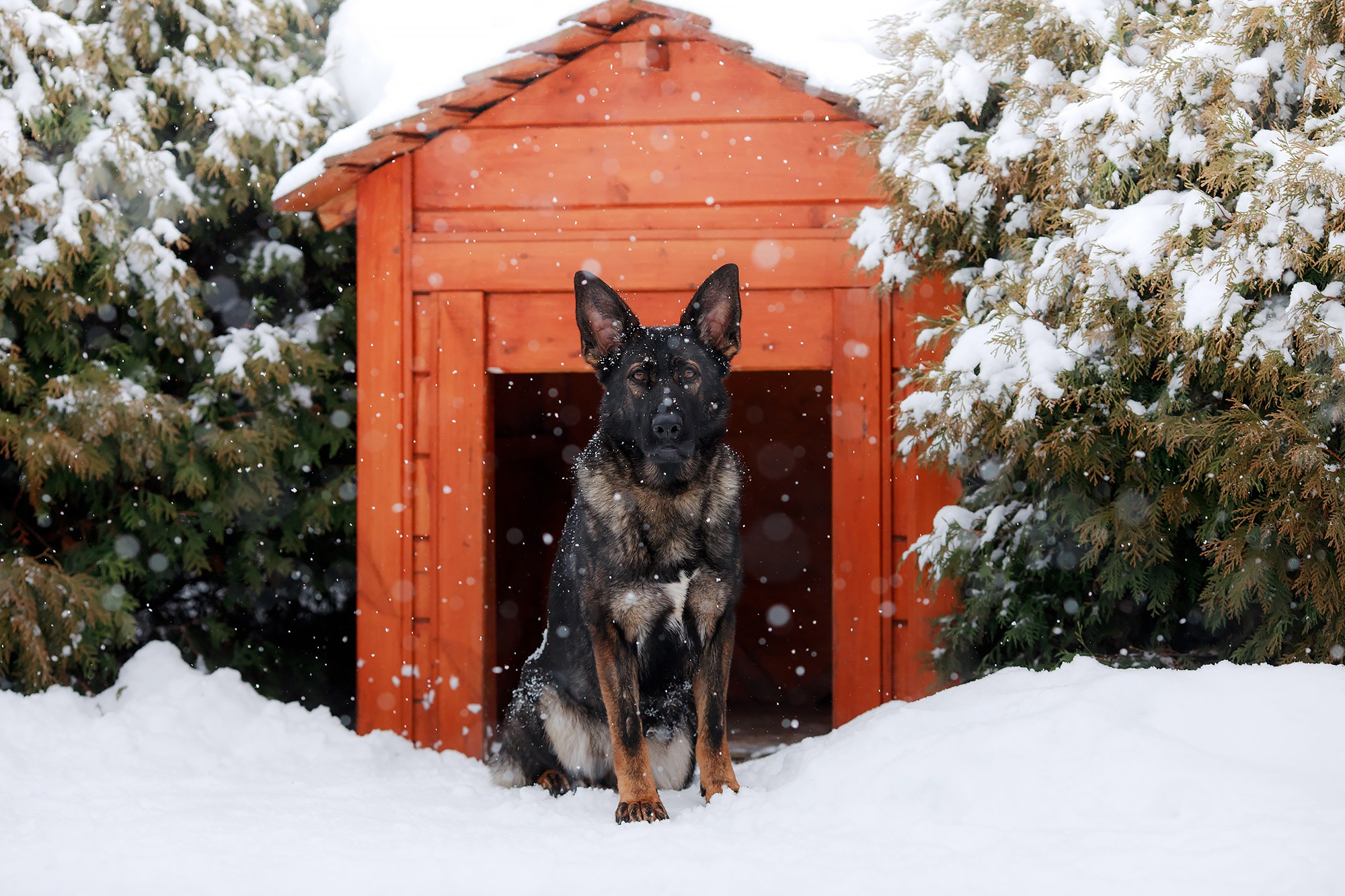 Зимние портреты. Фотограф-анималист Mary Mart — Москва, Питер