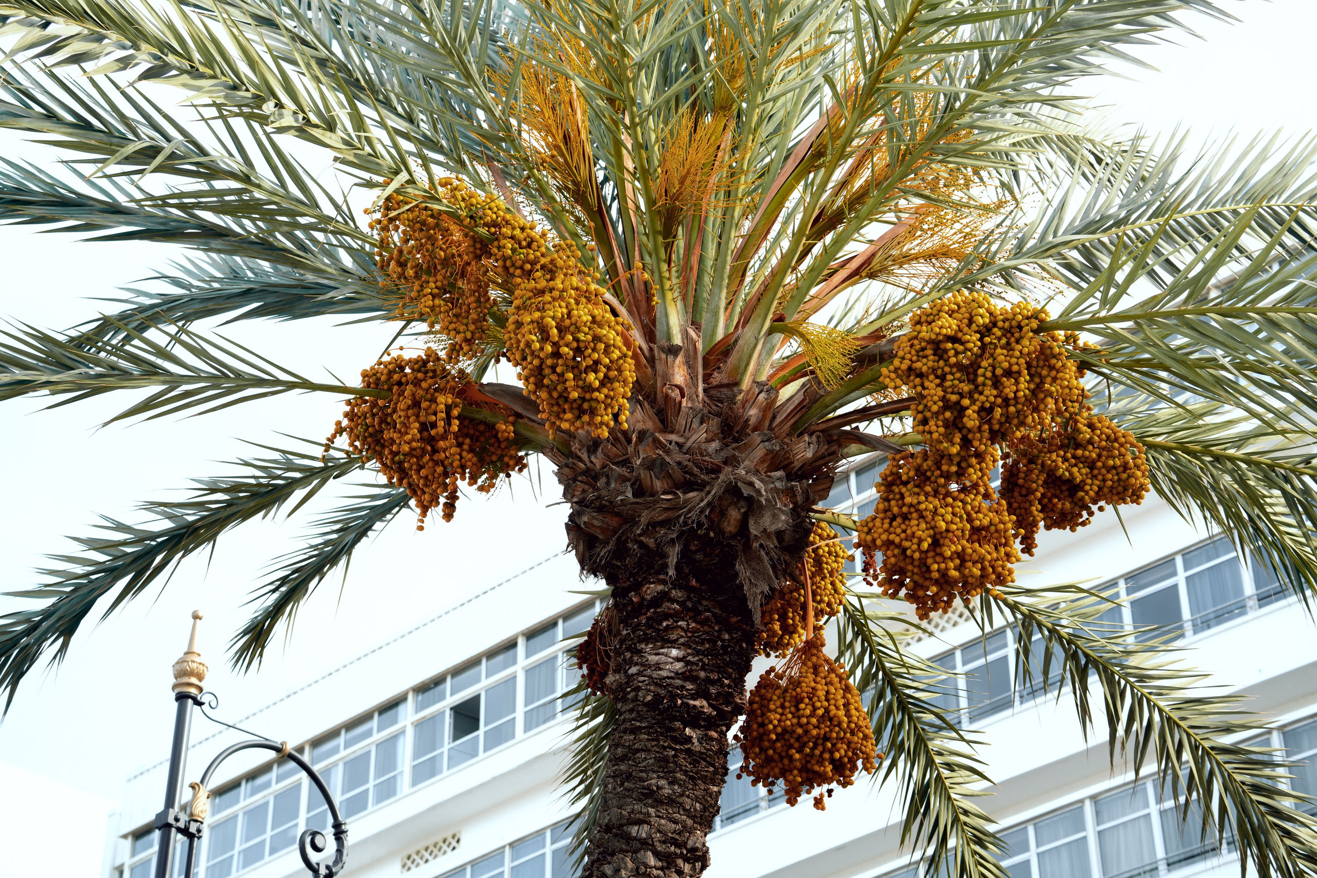 Северная Африка: Тунис, Марокко. Фотограф в Хабаровске. Фотография за 24 часа